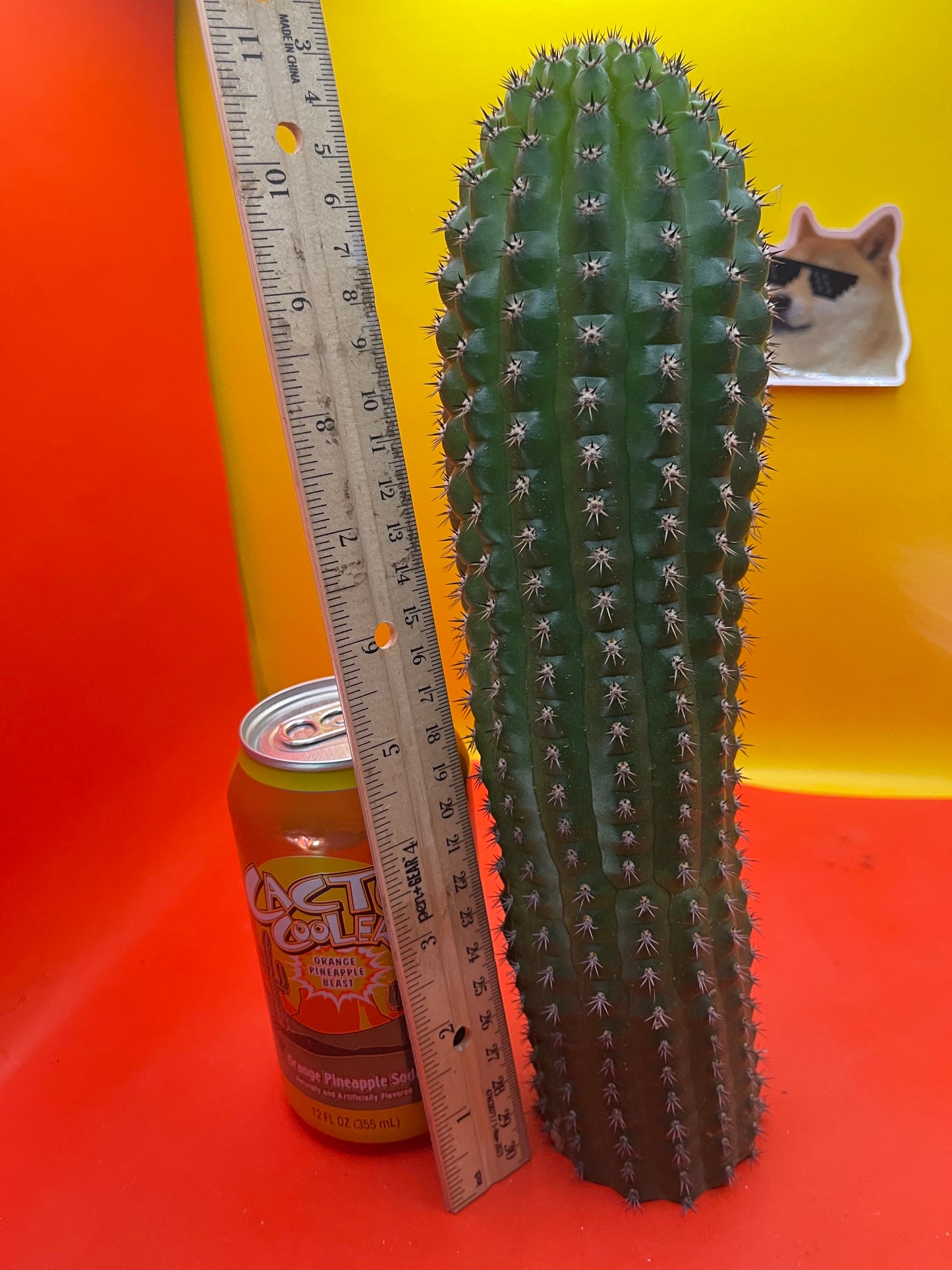 Trichocereus Brevispinulosus