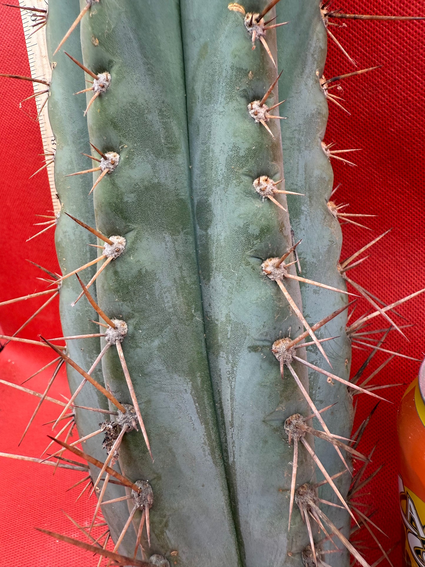 “Serra blue” San Pedro Cactus !