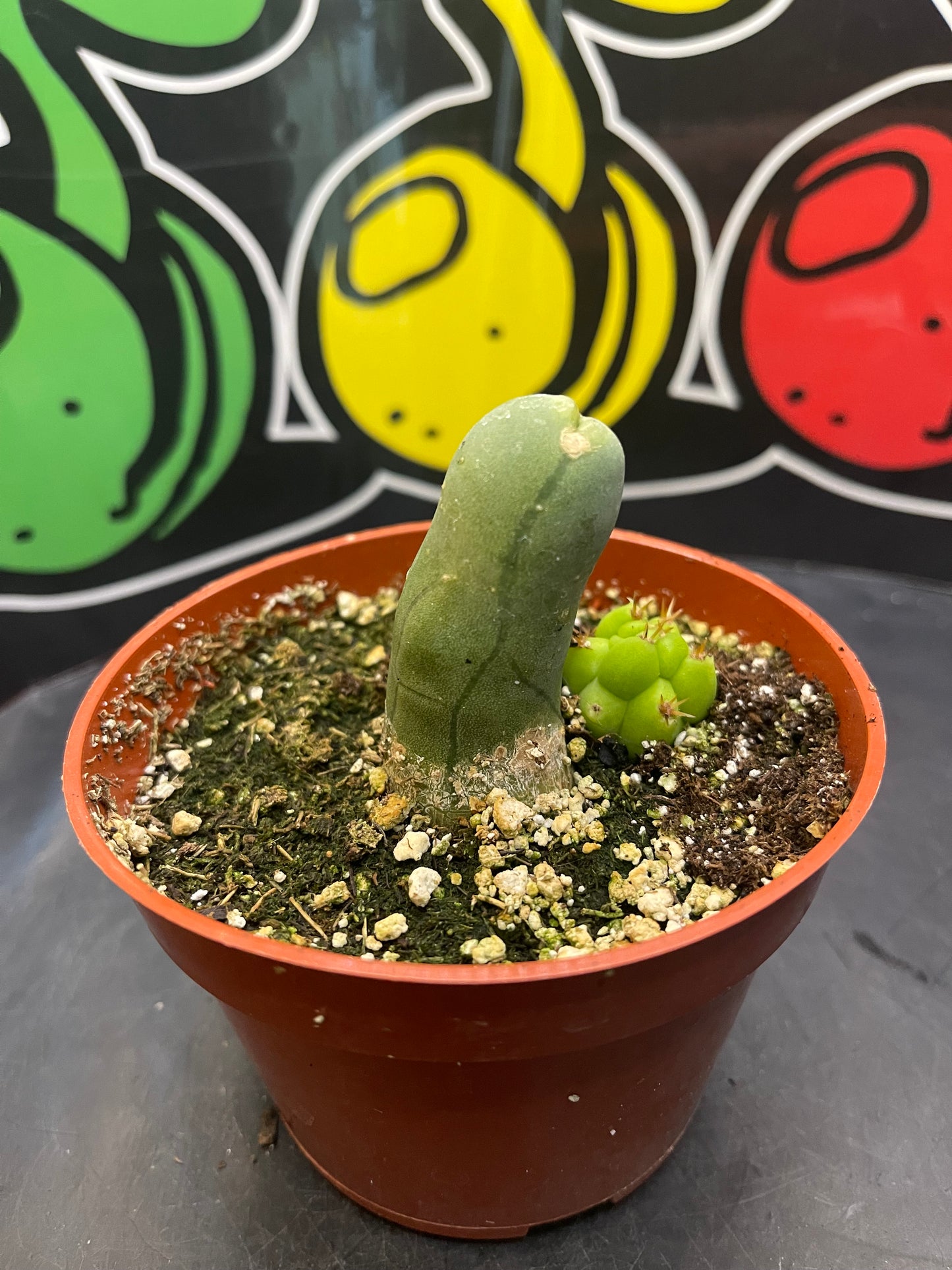 Tbm CACTUS !