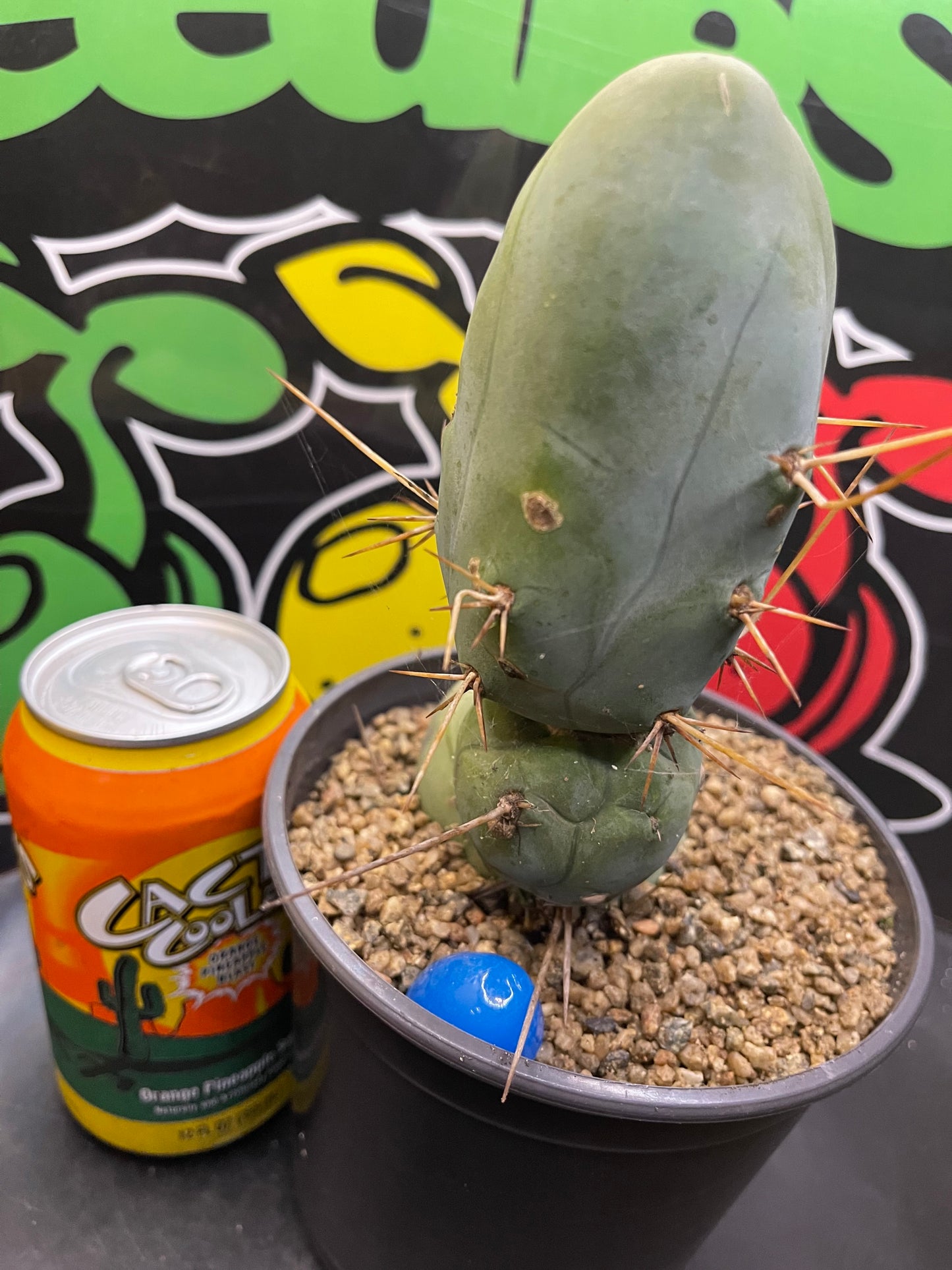 Tbm CACTUS