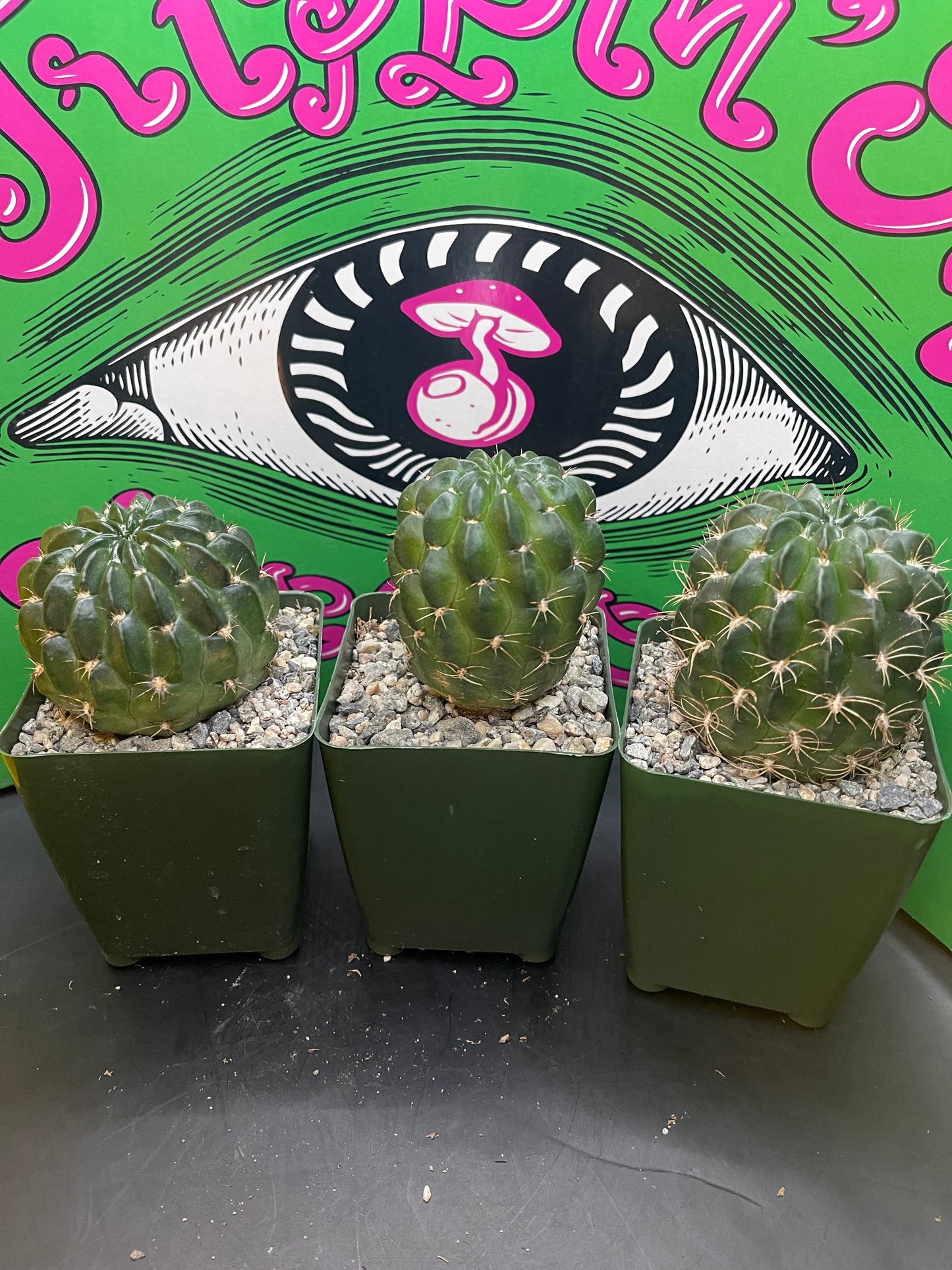 Lobivia !!!!These get Big gorgeous flowers , can be cross pollinated with trichocereus !!