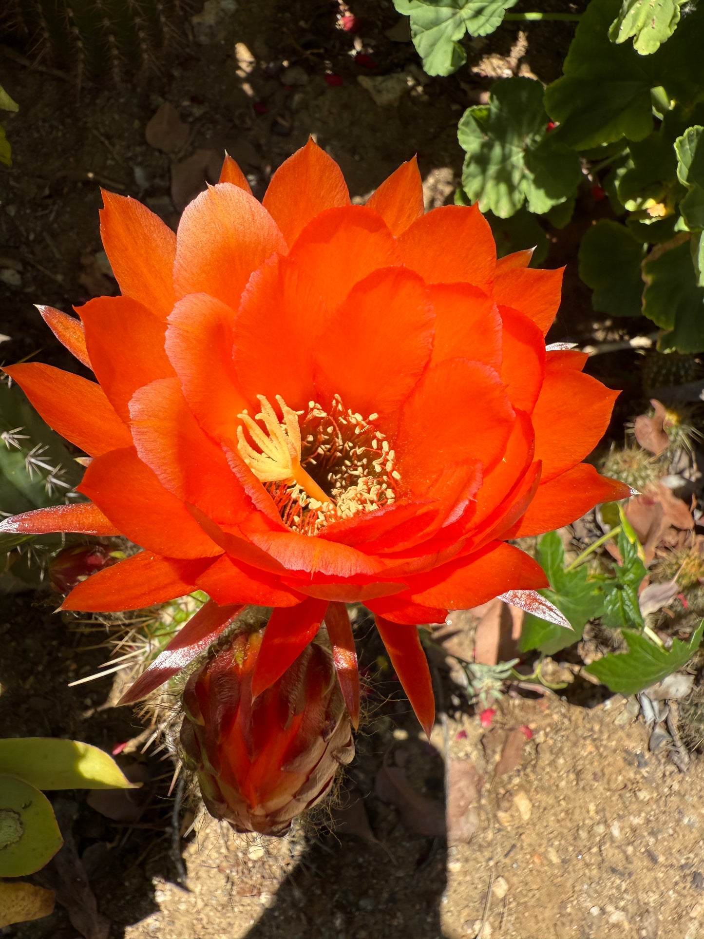 Trichocereus Huascha “Pala peach” o.p. seeds