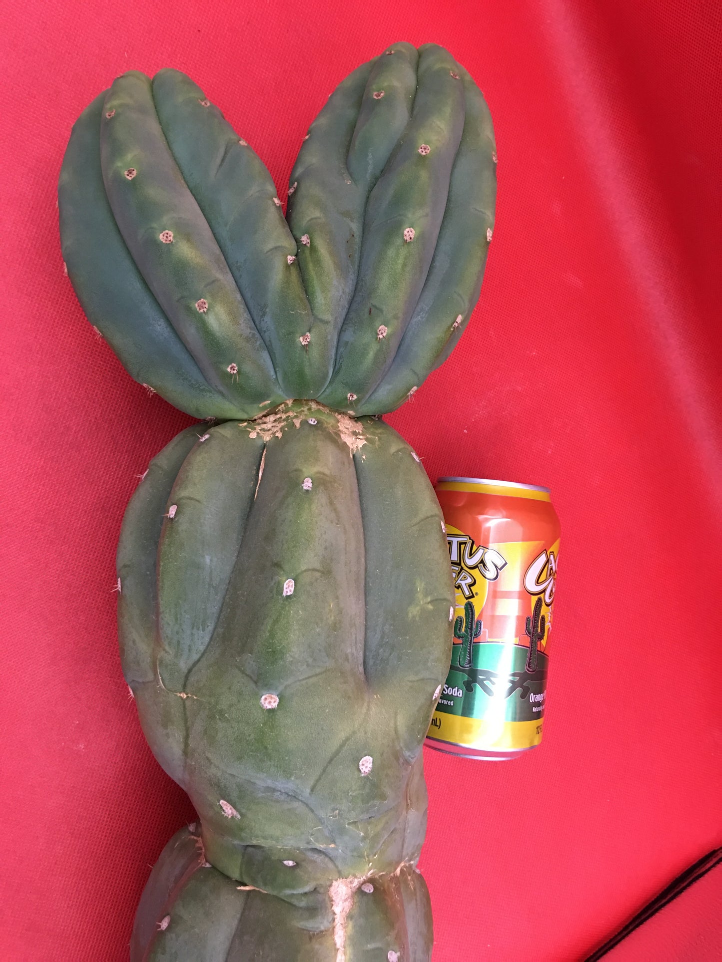 HUGE CAHUILLA Dicot , double header !