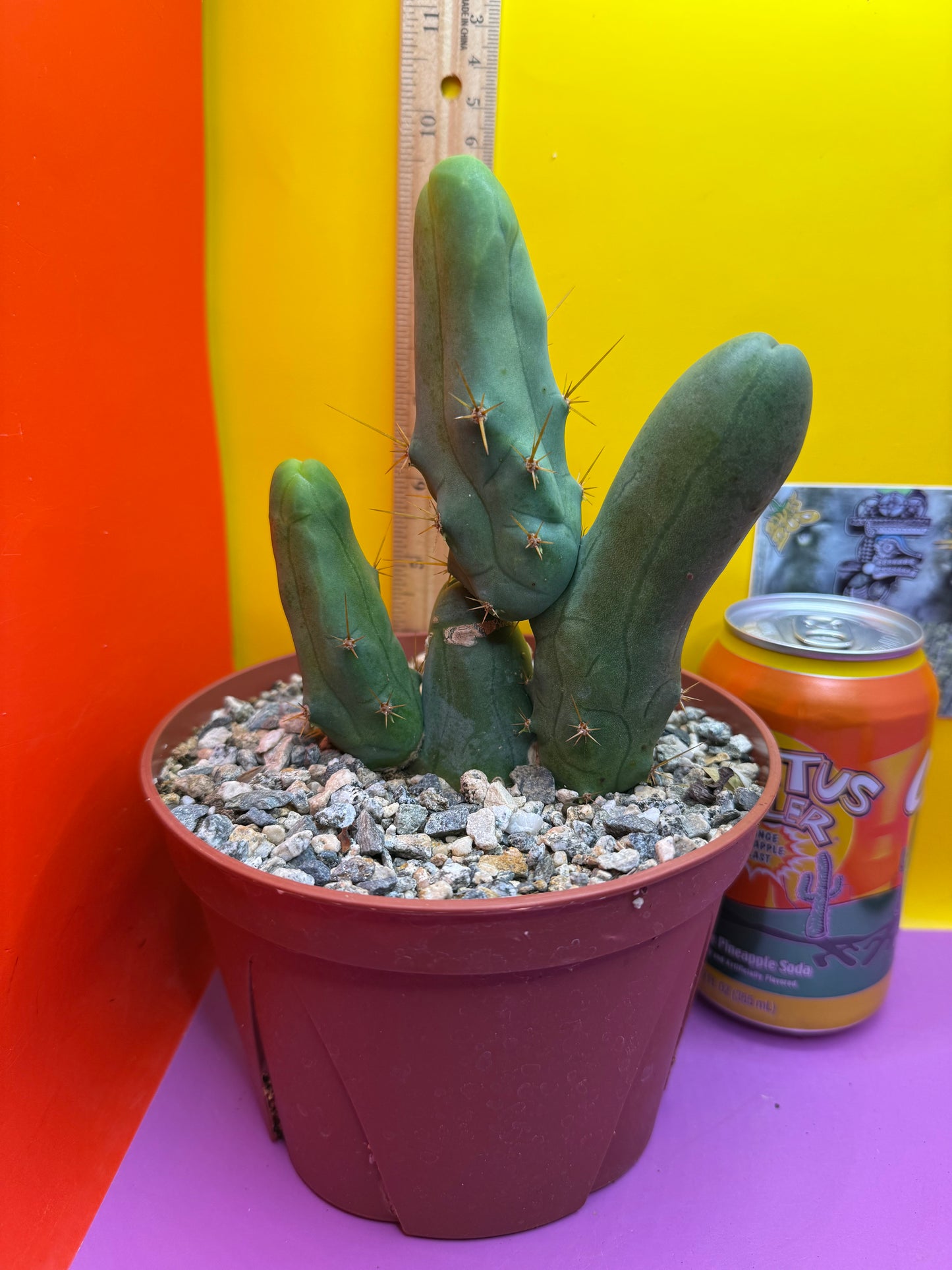 San Pedro Cactus TBM - comes in 6” wide pot !