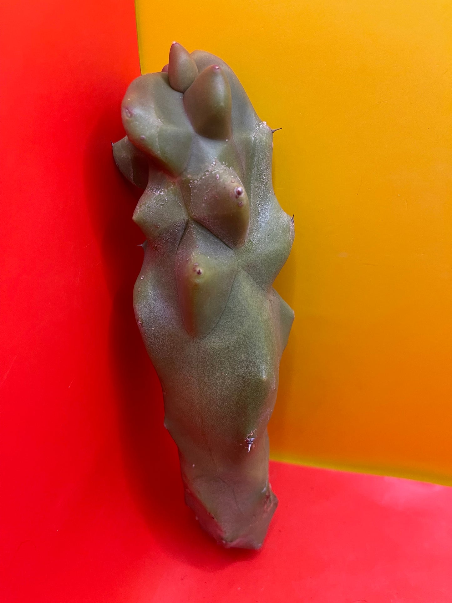 lophocereus schottii monstrose spiralis - Spiral form Totem ! 5”-7” cutting