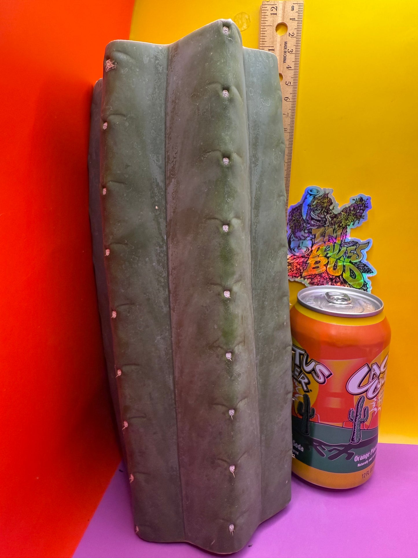 Thick Cahuilla mid section cutting directly off the motherstand