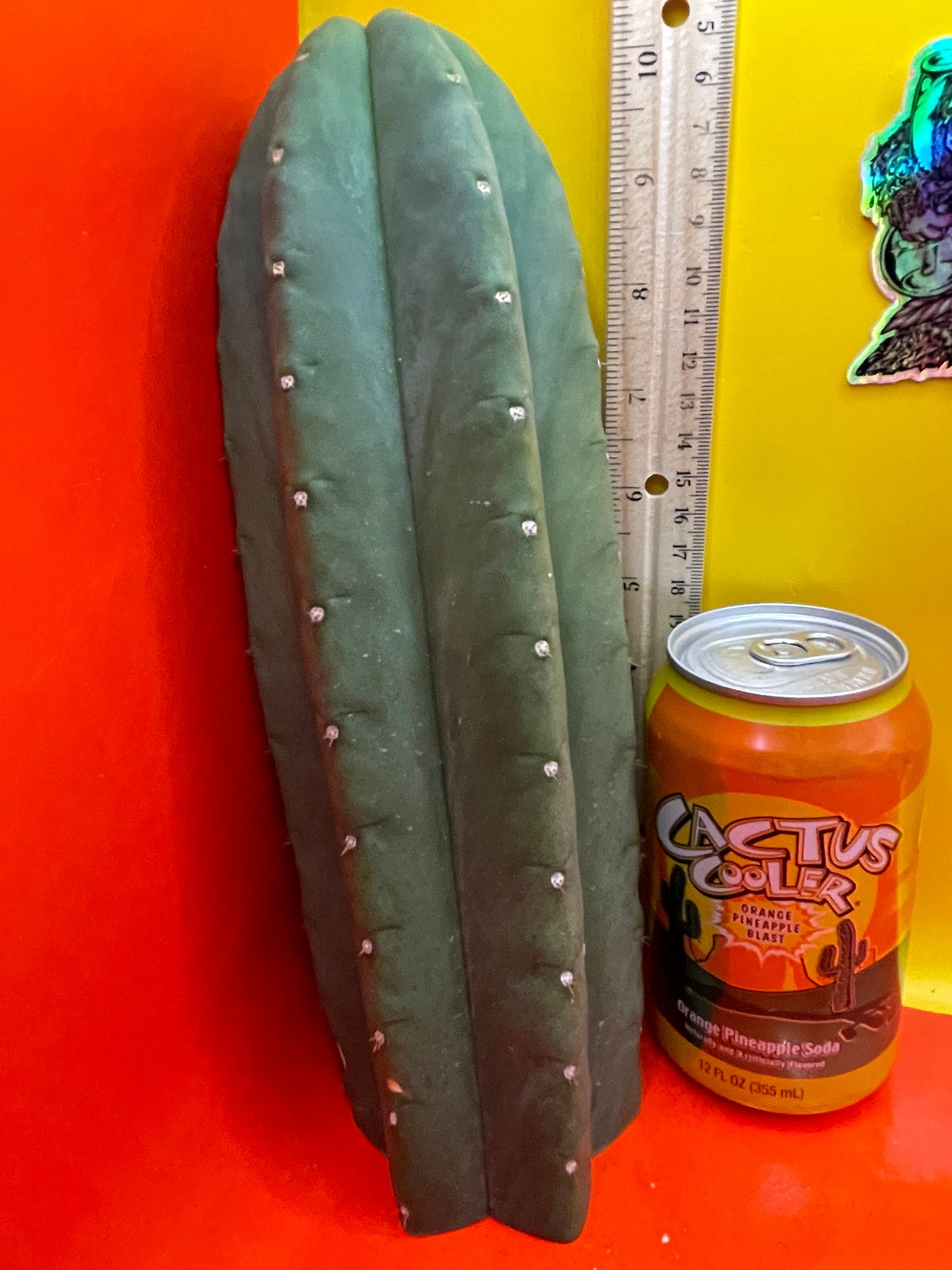Cactus cahuilla !
