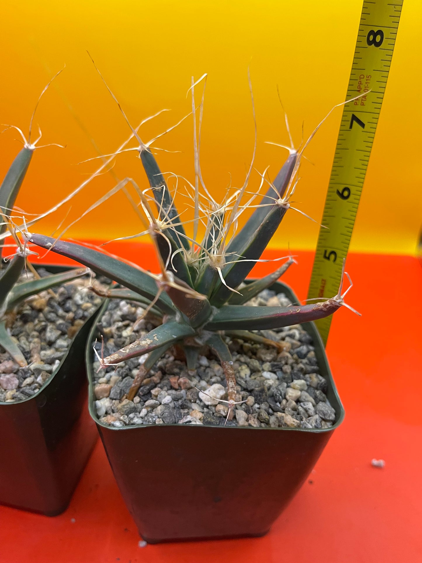 Leuchtenbergia principis true cactus !