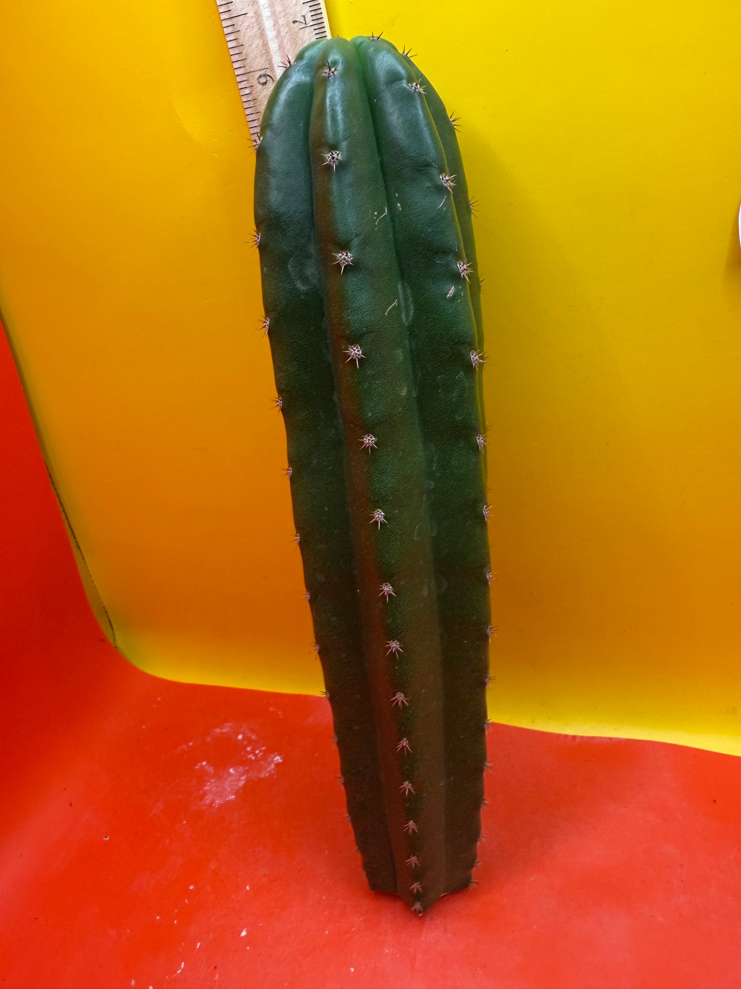 CAHUILLA OP !