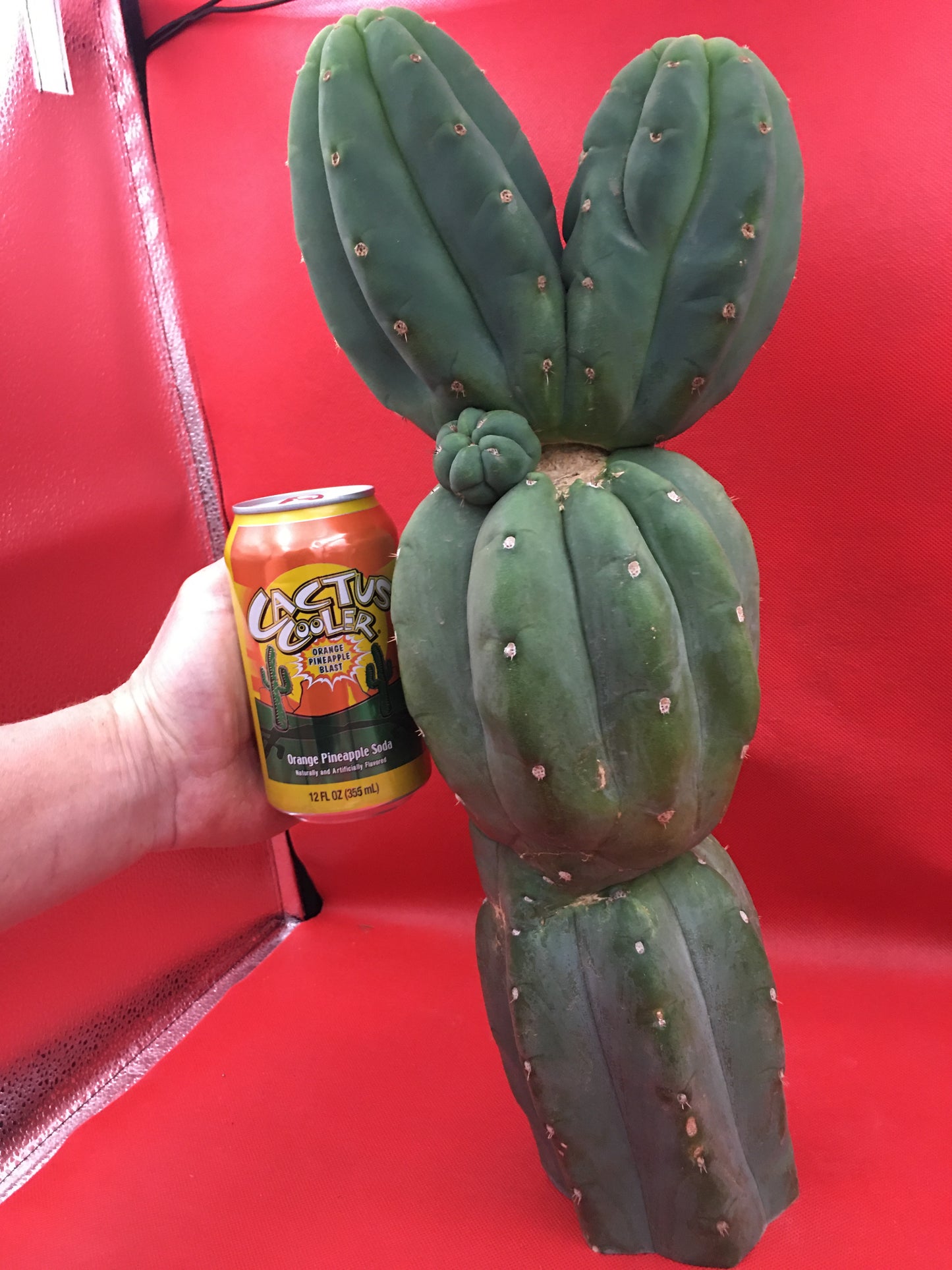 HUGE CAHUILLA Dicot , double header !