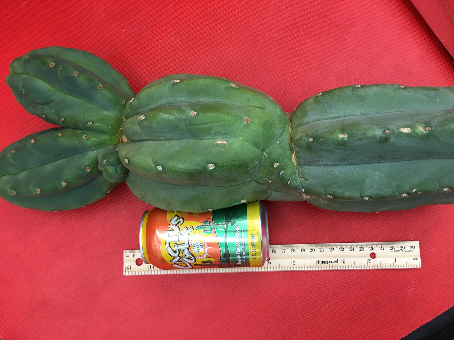 HUGE CAHUILLA Dicot , double header !