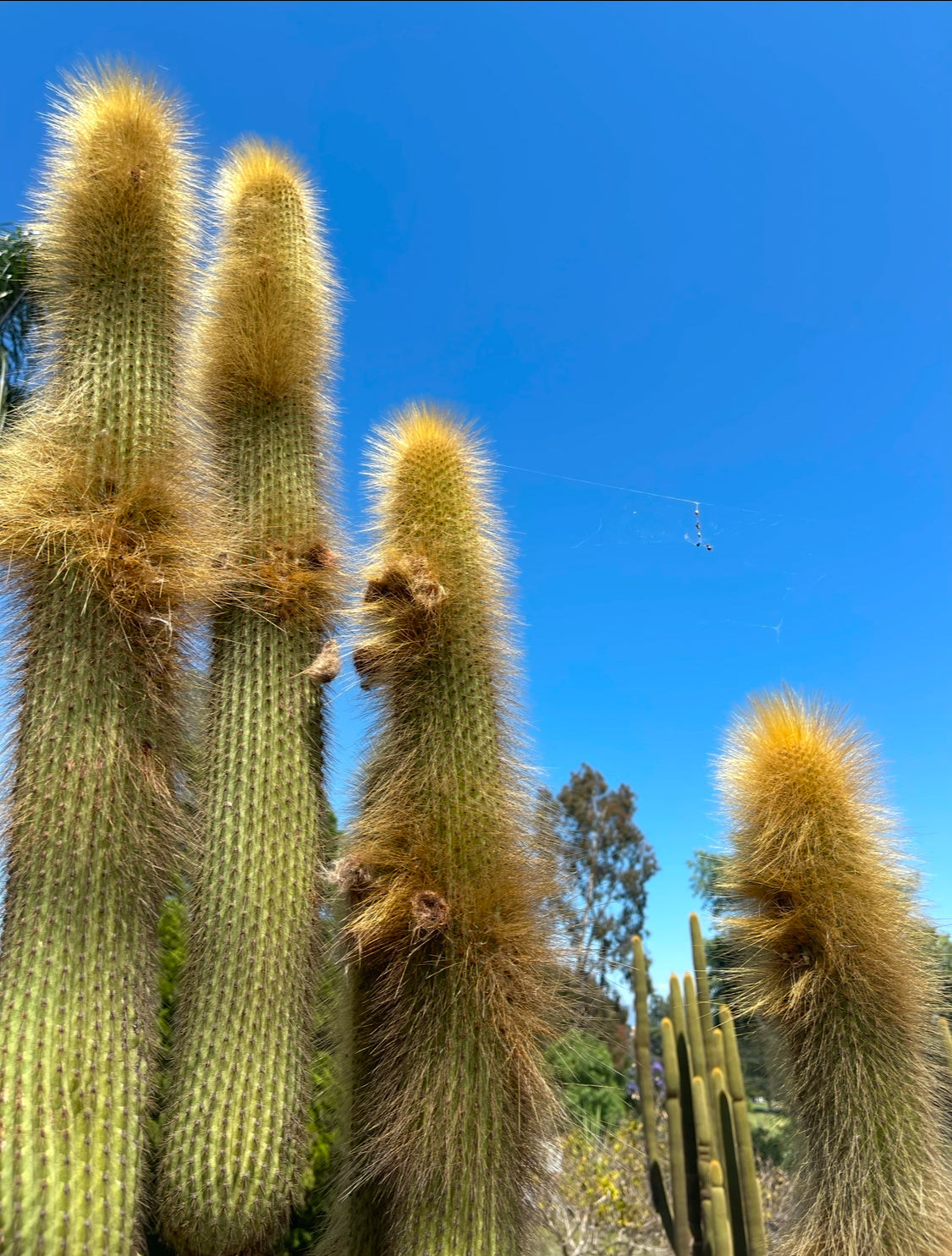 Weberbauerocereus johnsonii seeds