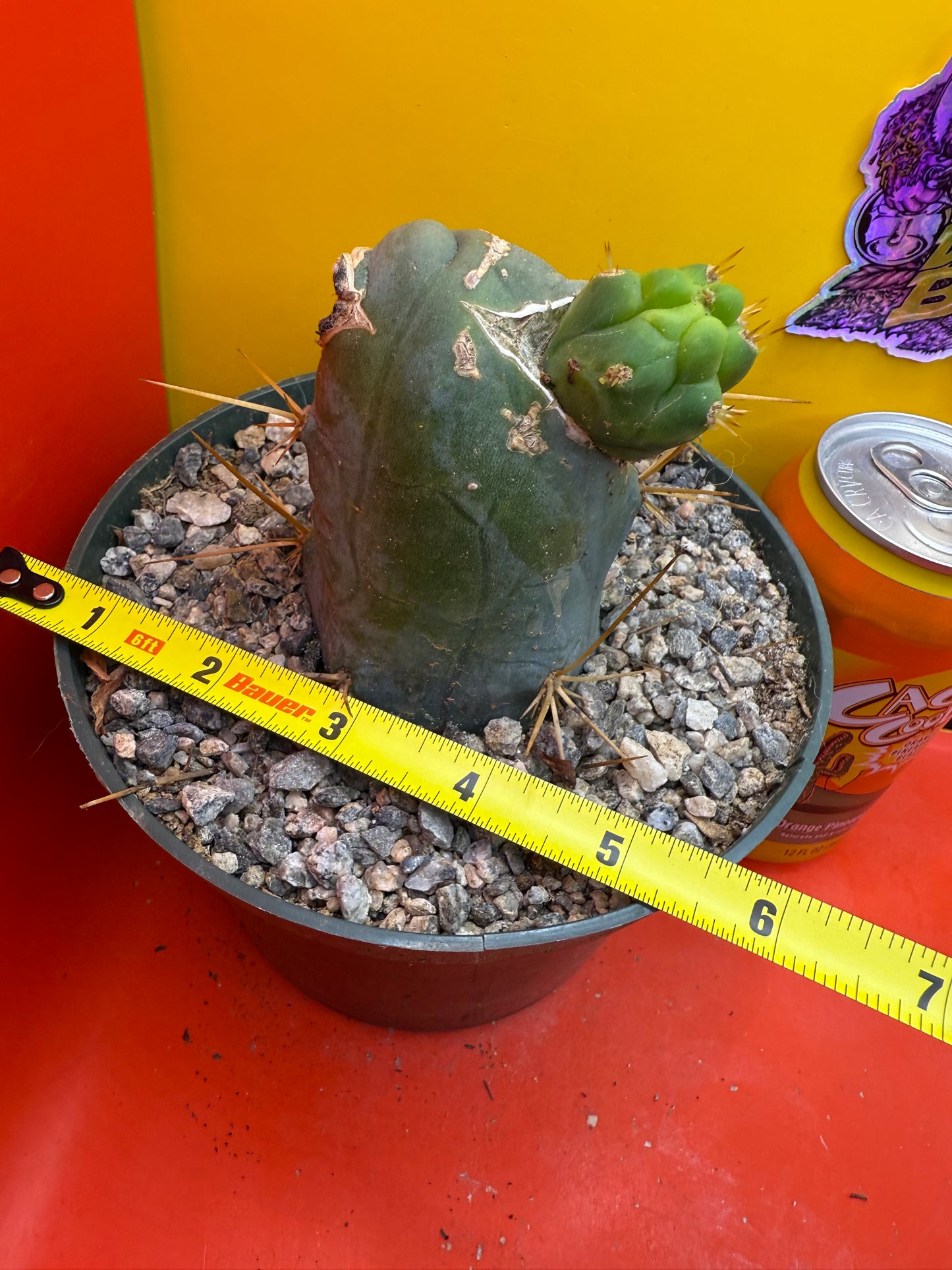 Big fat TBM in 6” wide pot