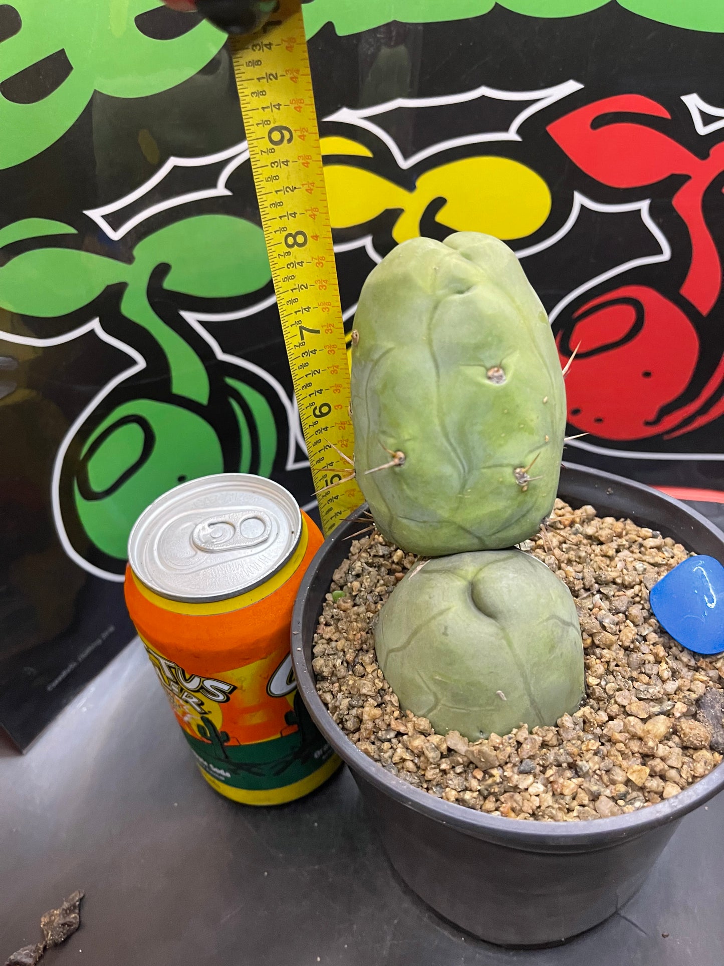 TBM - San Pedro cactus🌵
