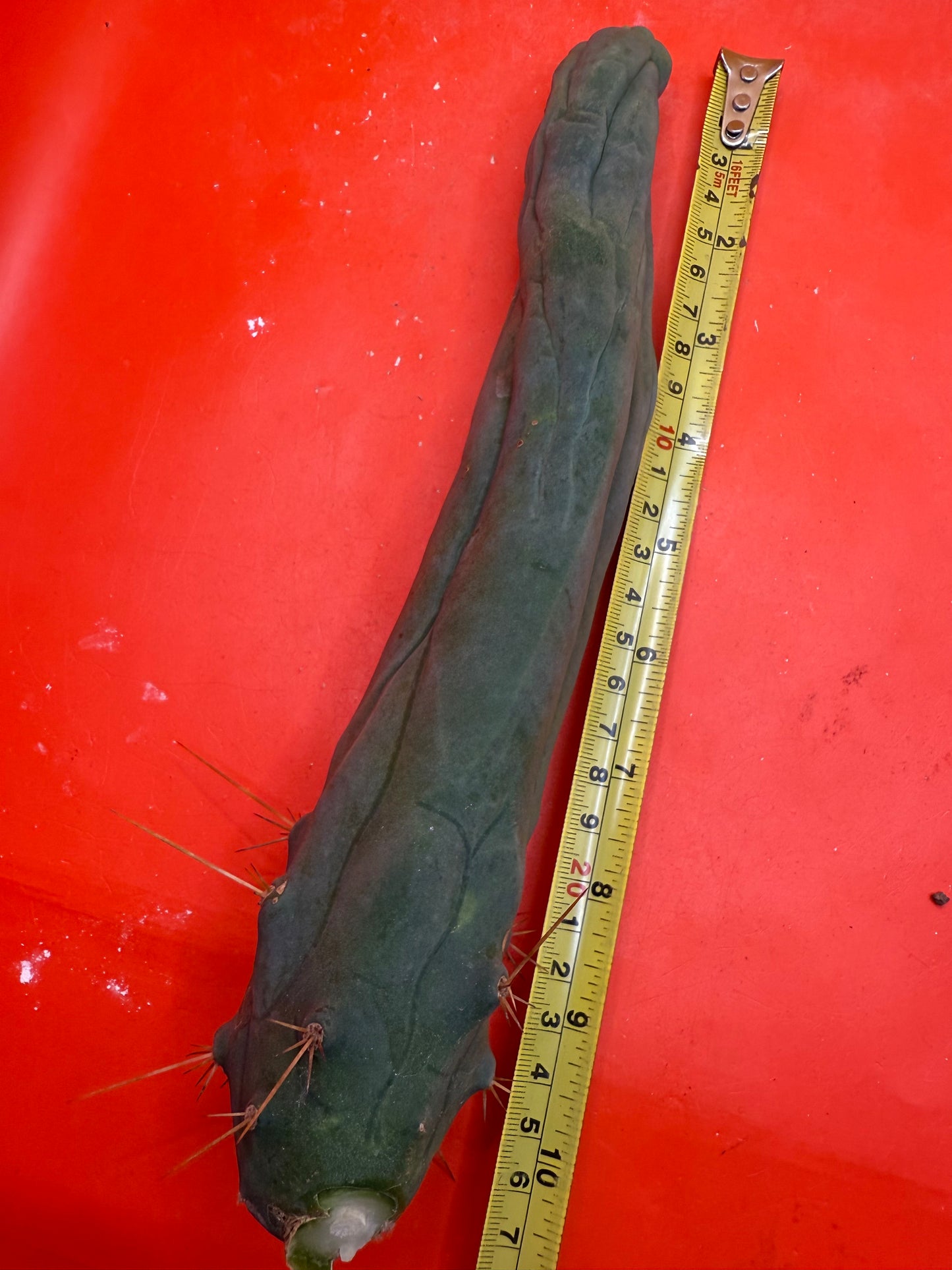 TBM-A LONG FORM CACTUS