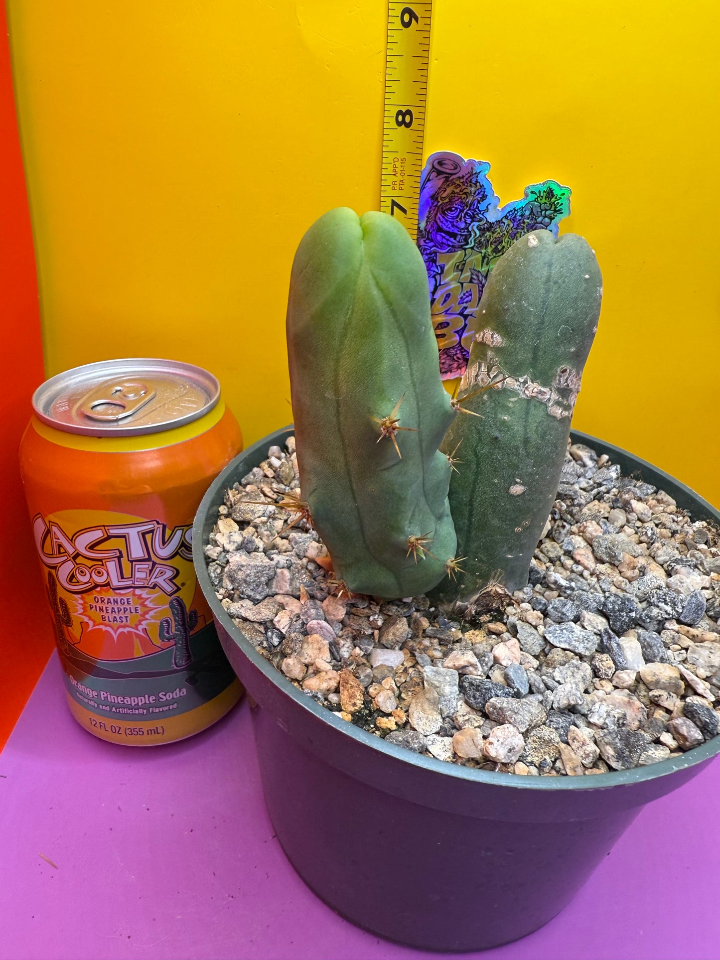 TBM cactus !!