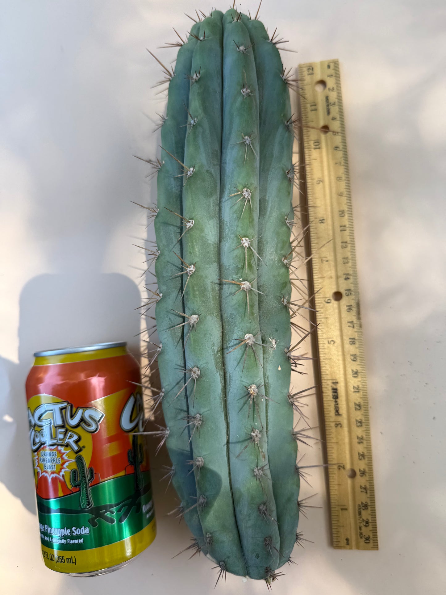 “Serra blue” San Pedro Cactus !