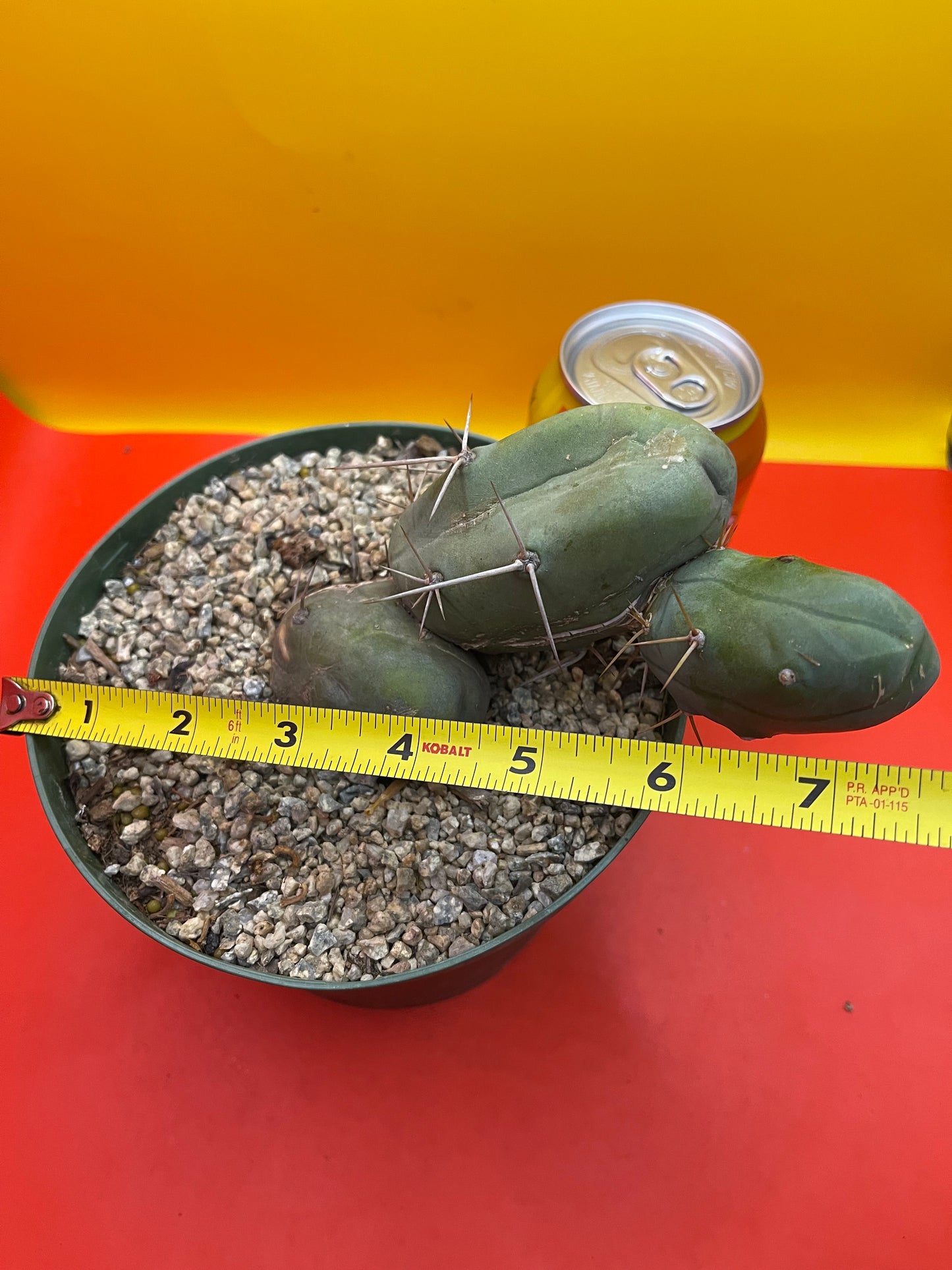 “TBM cactus ”