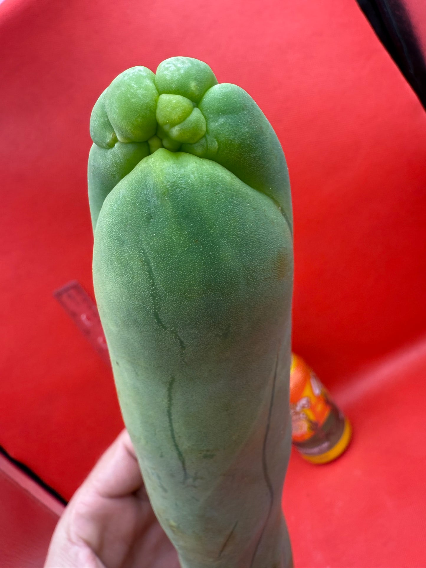 LONG FORM ! TBM-A cactus