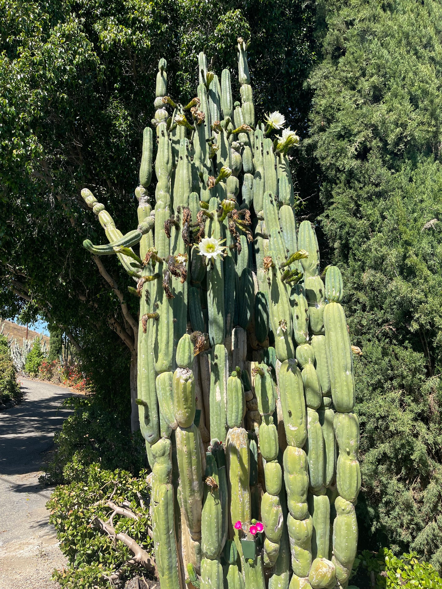 100 San Pedro Cactus - “Cahuilla” seeds!!