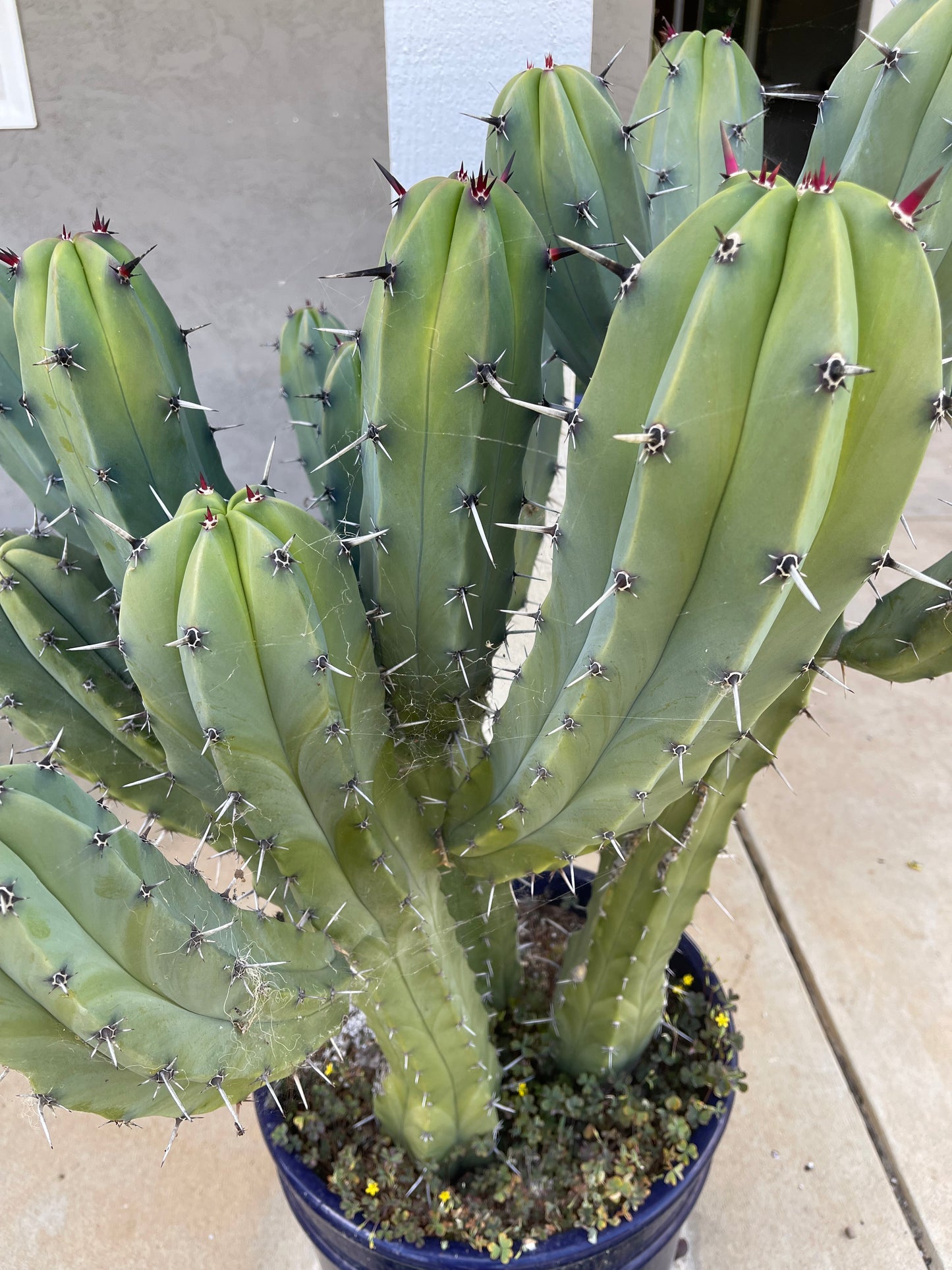 50 Myrtillocactus seeds for a buck !!! DAVES DOLLAR DAZE !!