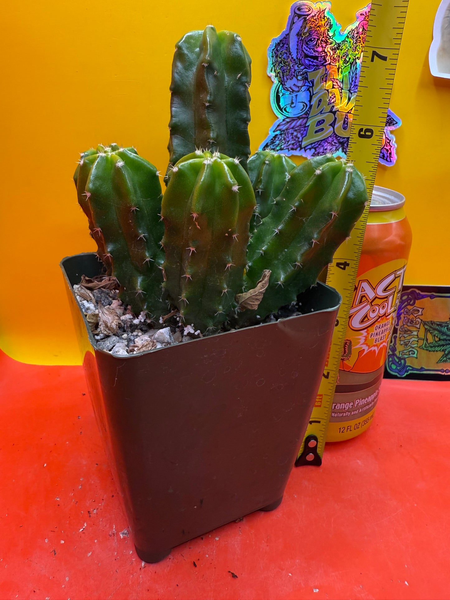 echinocereus viereckii morricalii fully rooted - ships in its pot