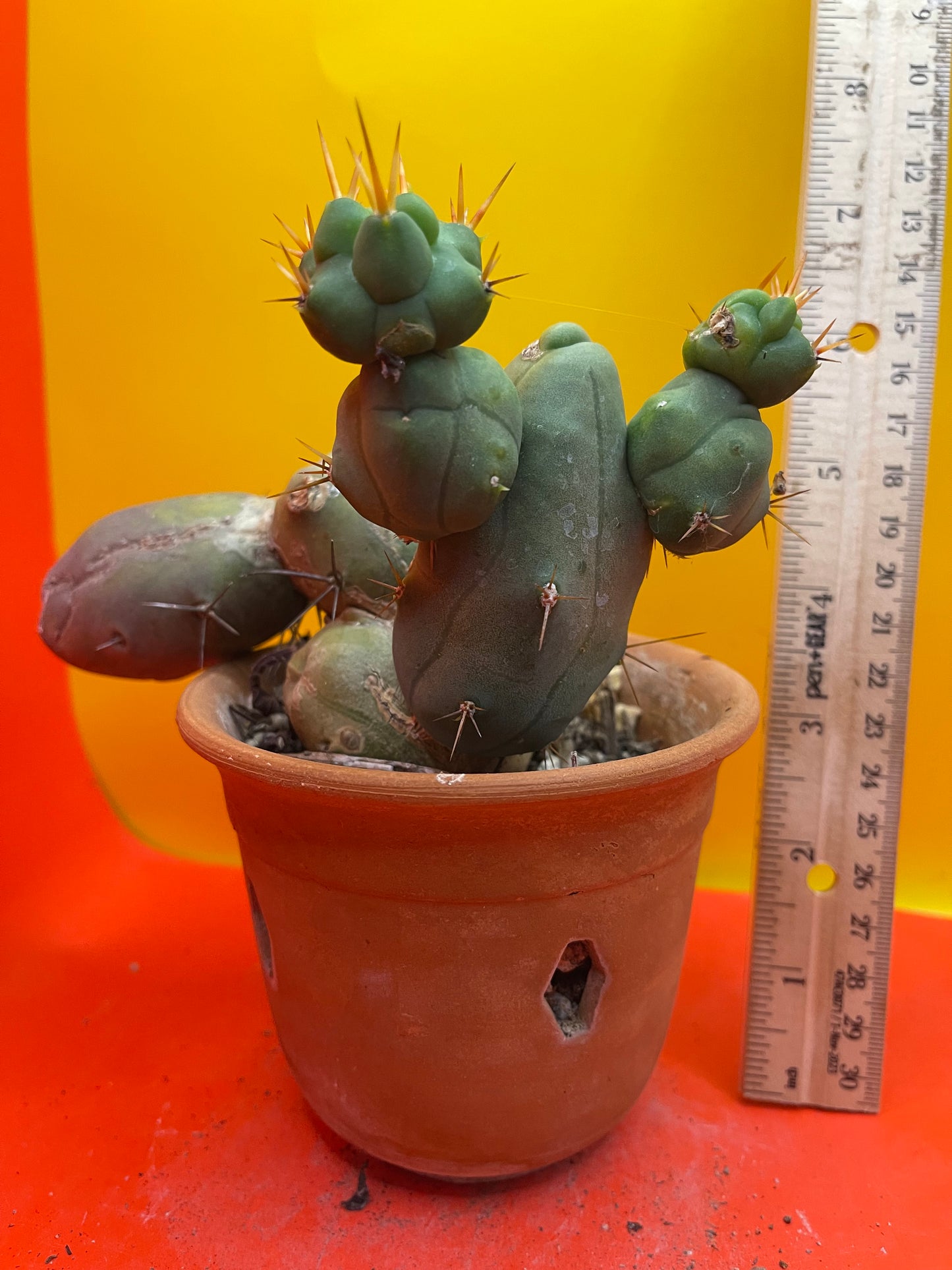 Monstrose cactus - - TBM shortform type b