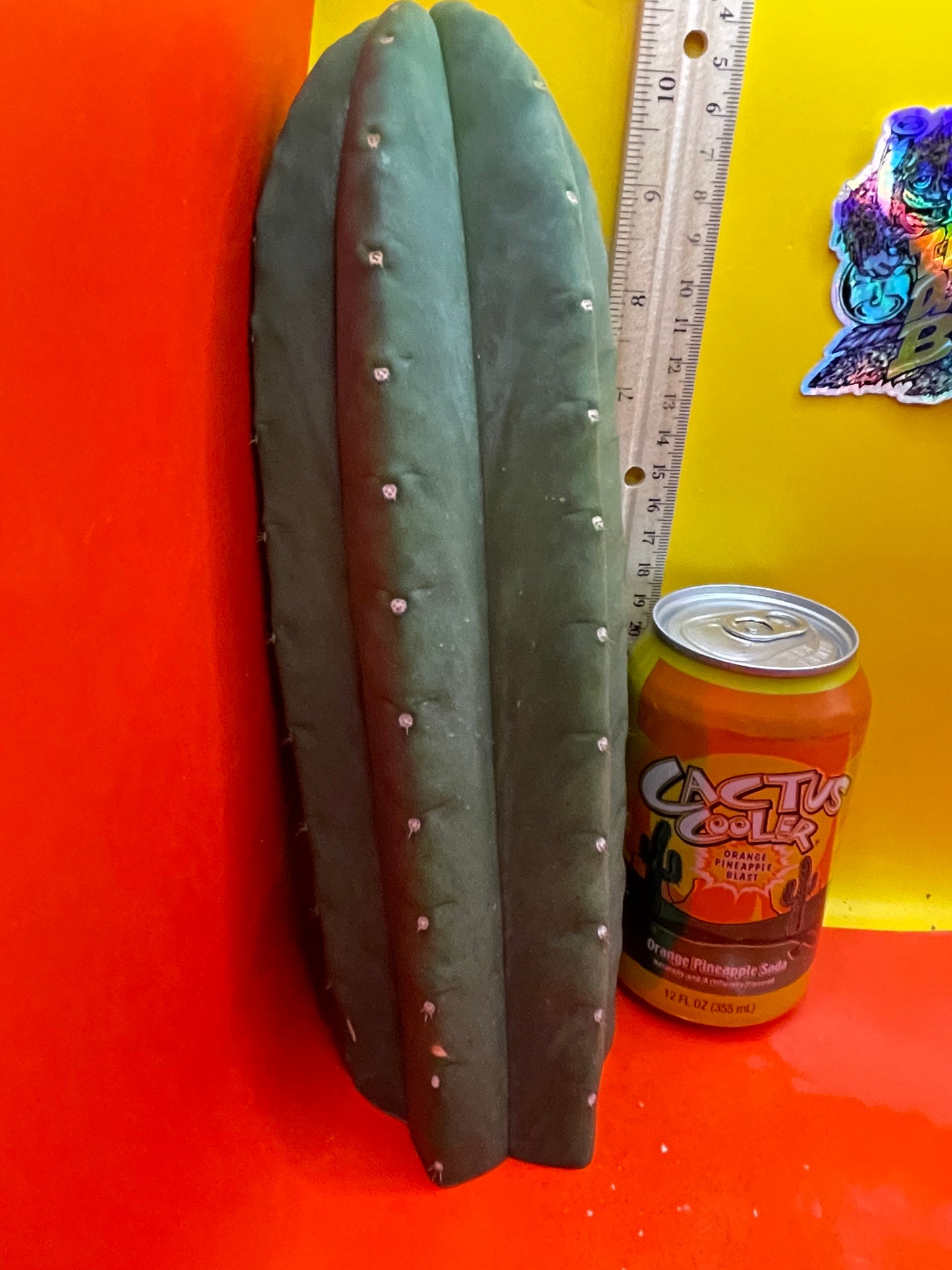 Cactus cahuilla !