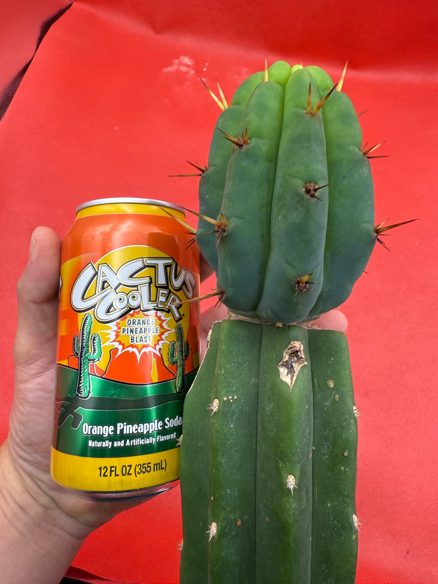 GRAFTED PALA