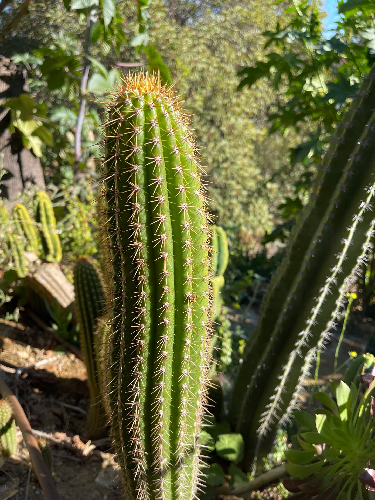 Trichocereus Spachianus seeds