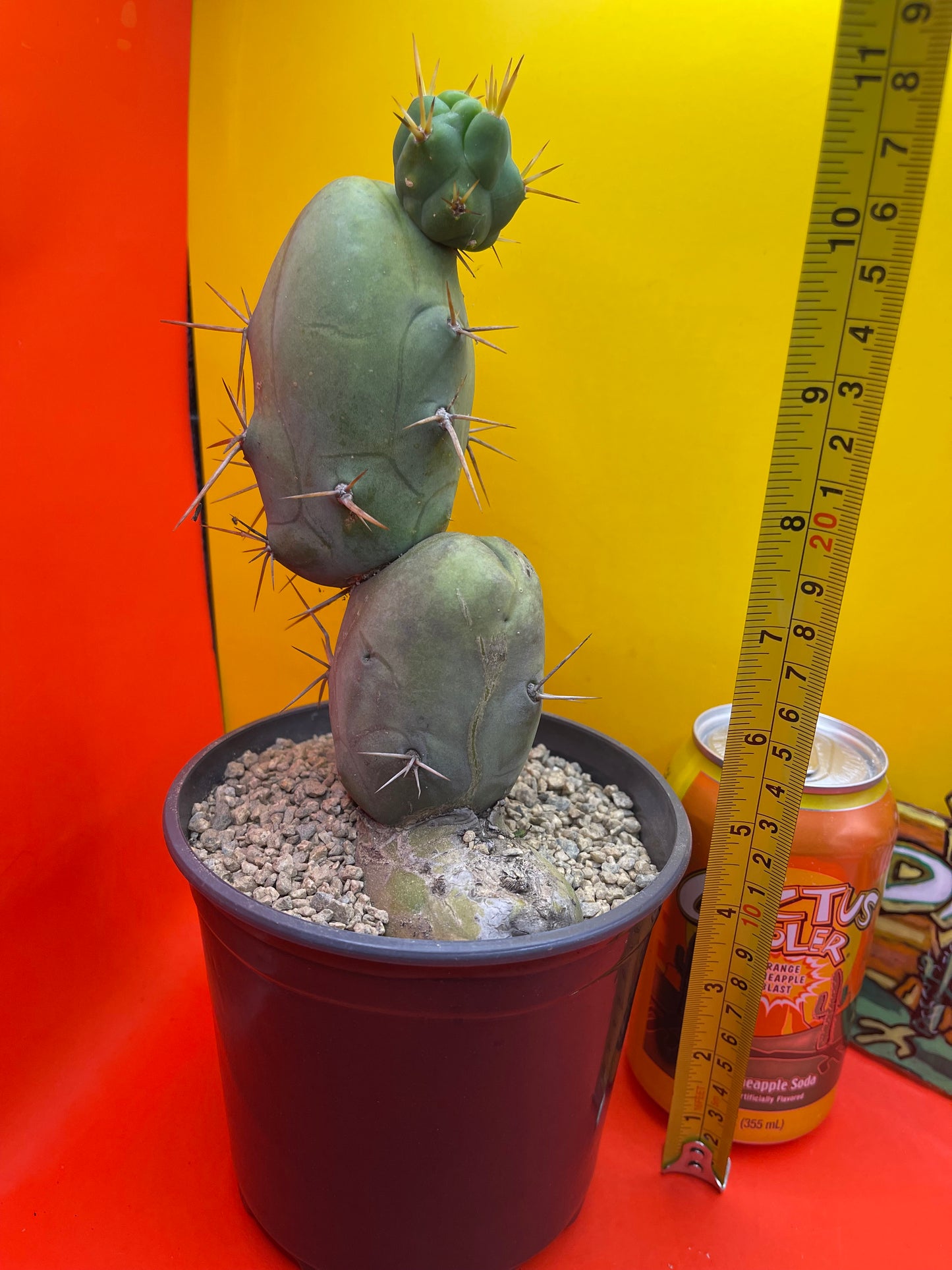 TBM !! 🌵😵💫type of SanPedro cactus