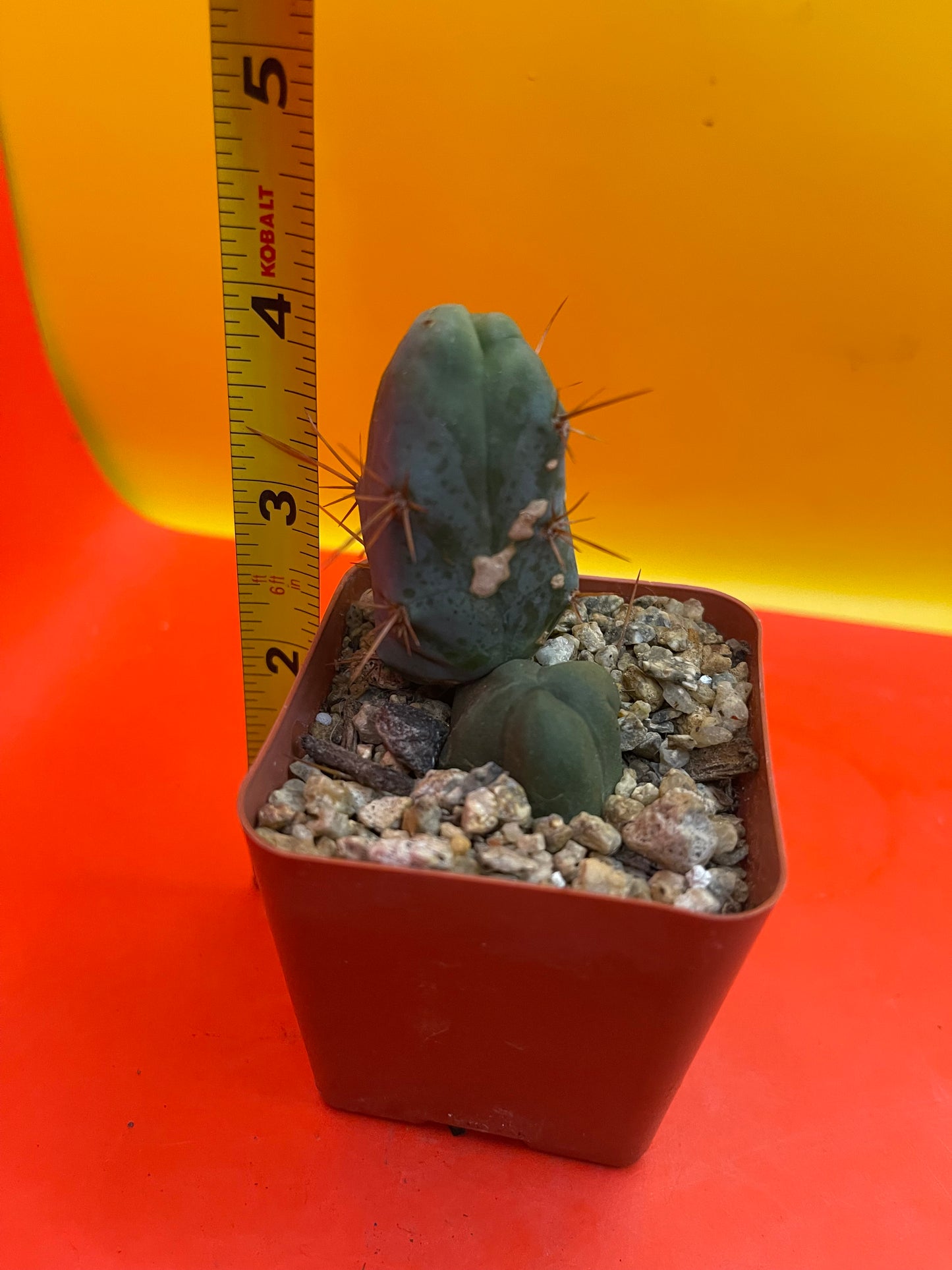 Small CACTUS in 2” pot