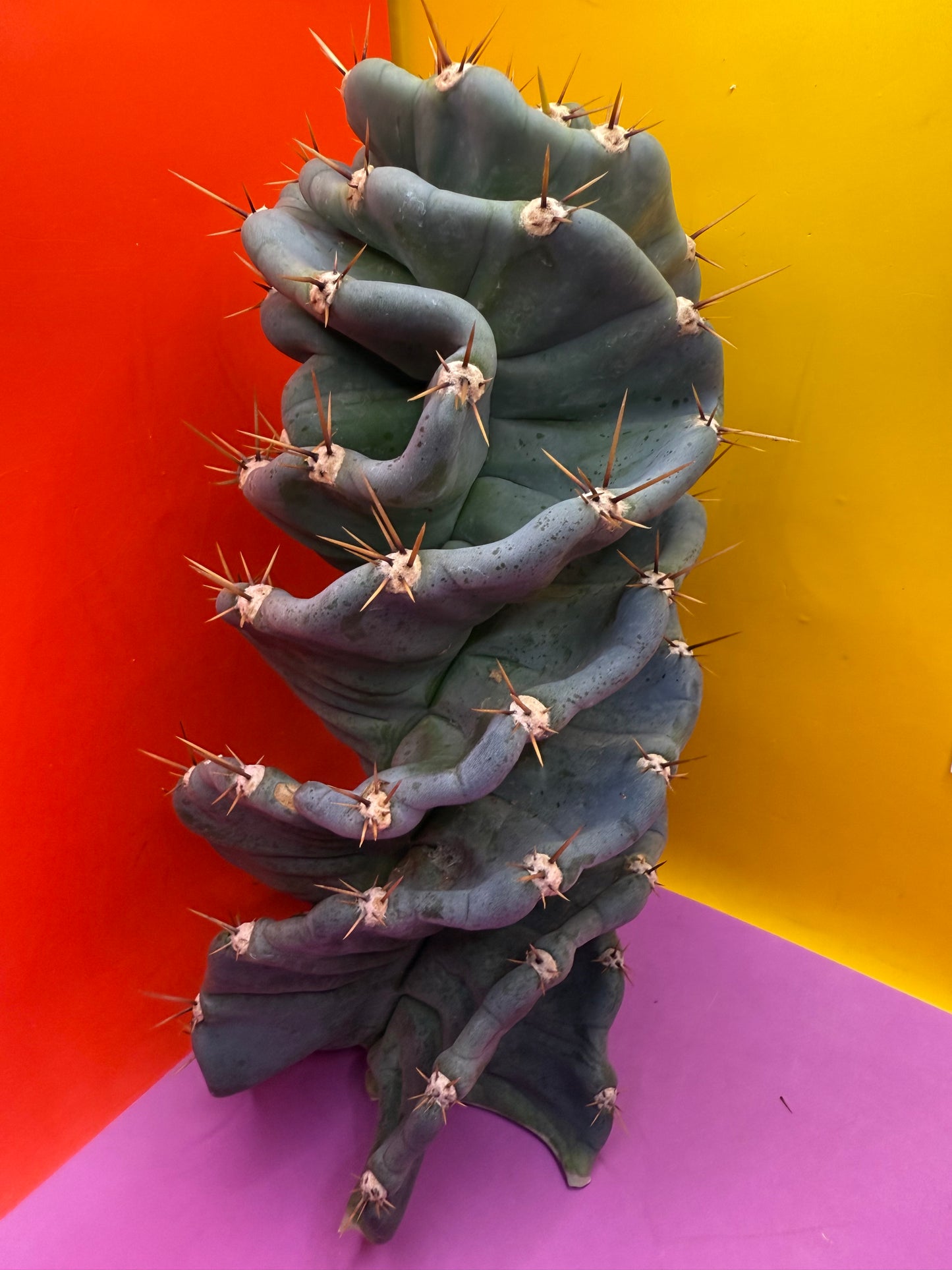 FAT 🌀🌵Spiral Cactus !Over 4” thick - Foot long