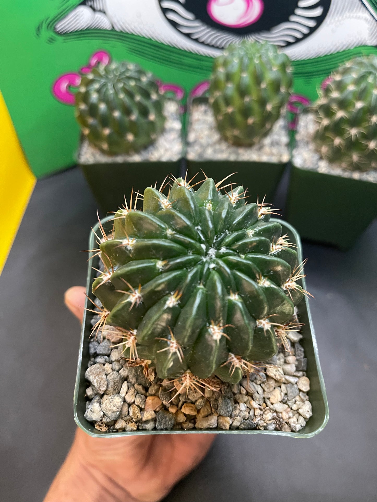 Lobivia !!!!These get Big gorgeous flowers , can be cross pollinated with trichocereus !!