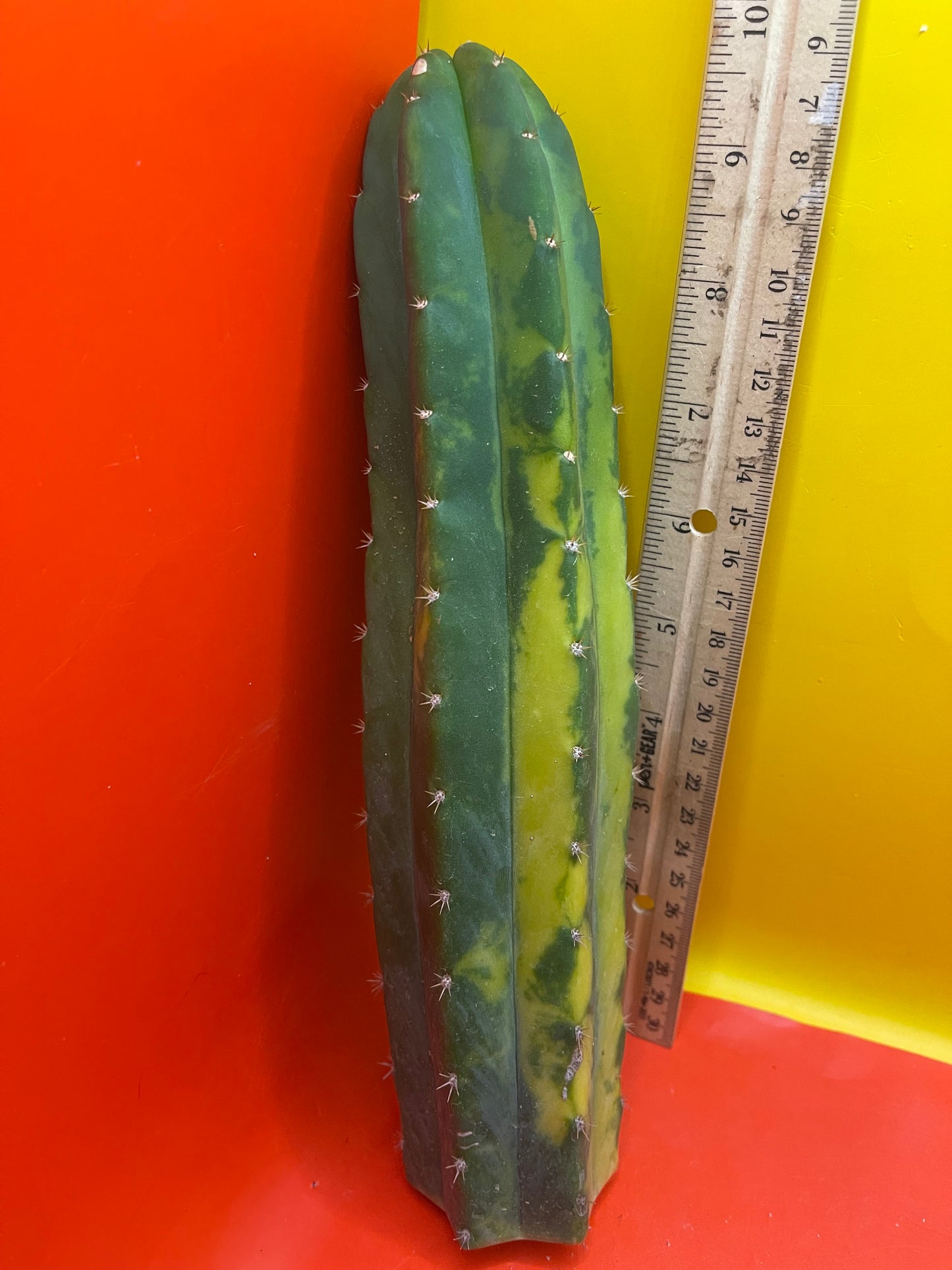 Variegated San Pedro Cactus !