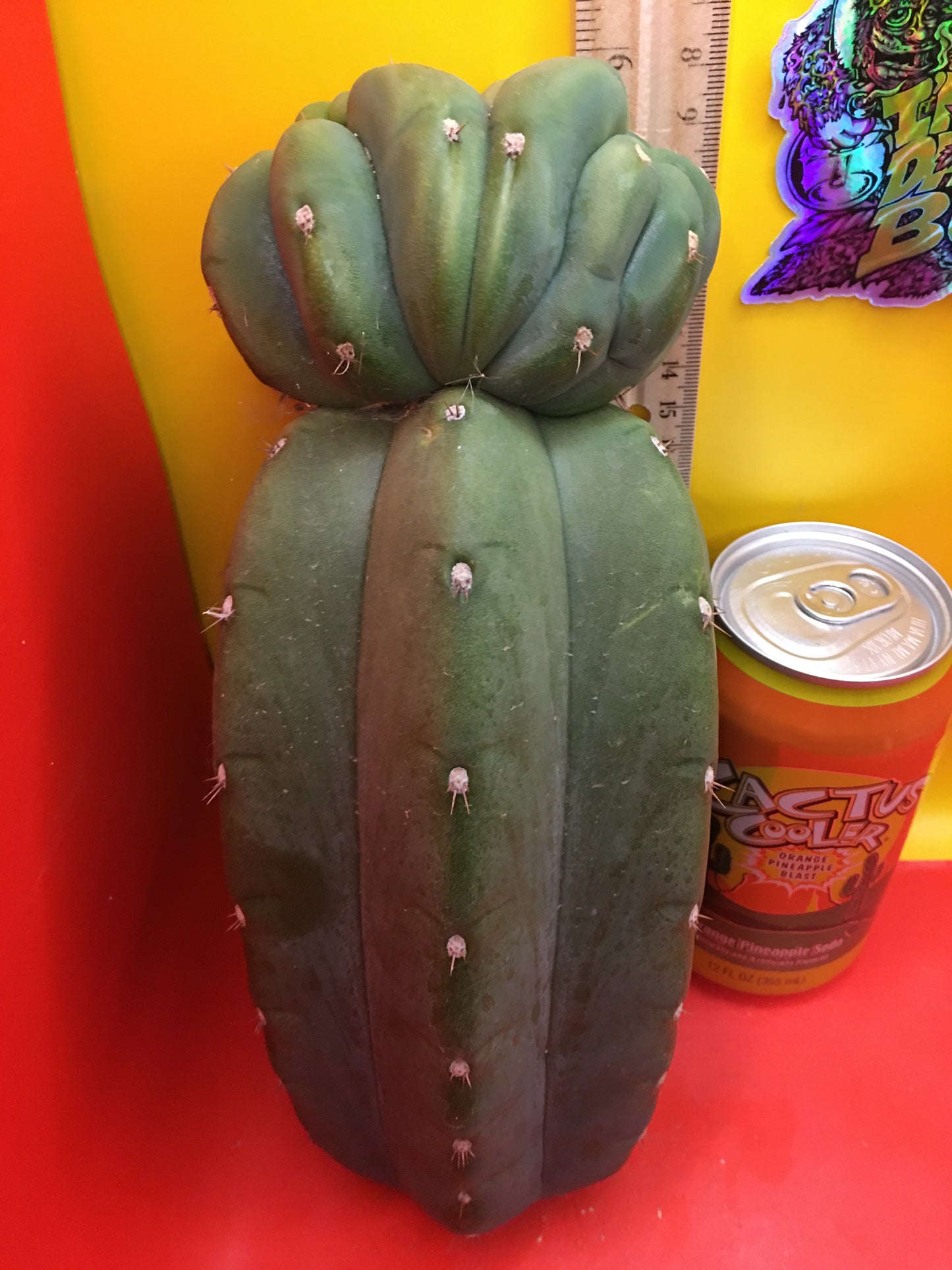 Cahuilla weirdo ! Double tip