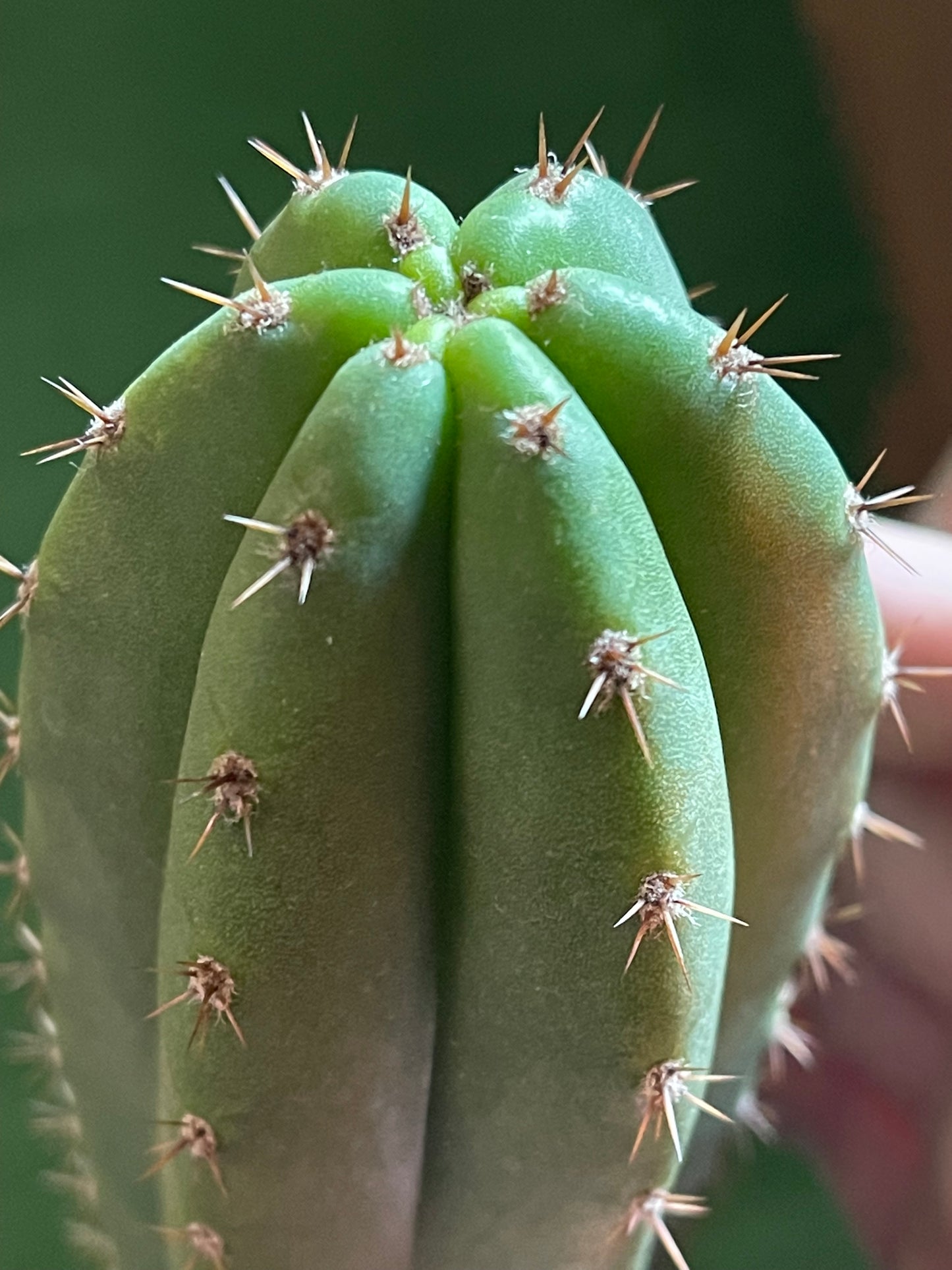 Trichocereus “MT”