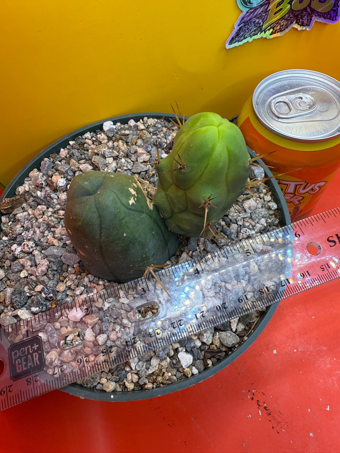 Exact TBM ! Ships in pot - Fully Rooted