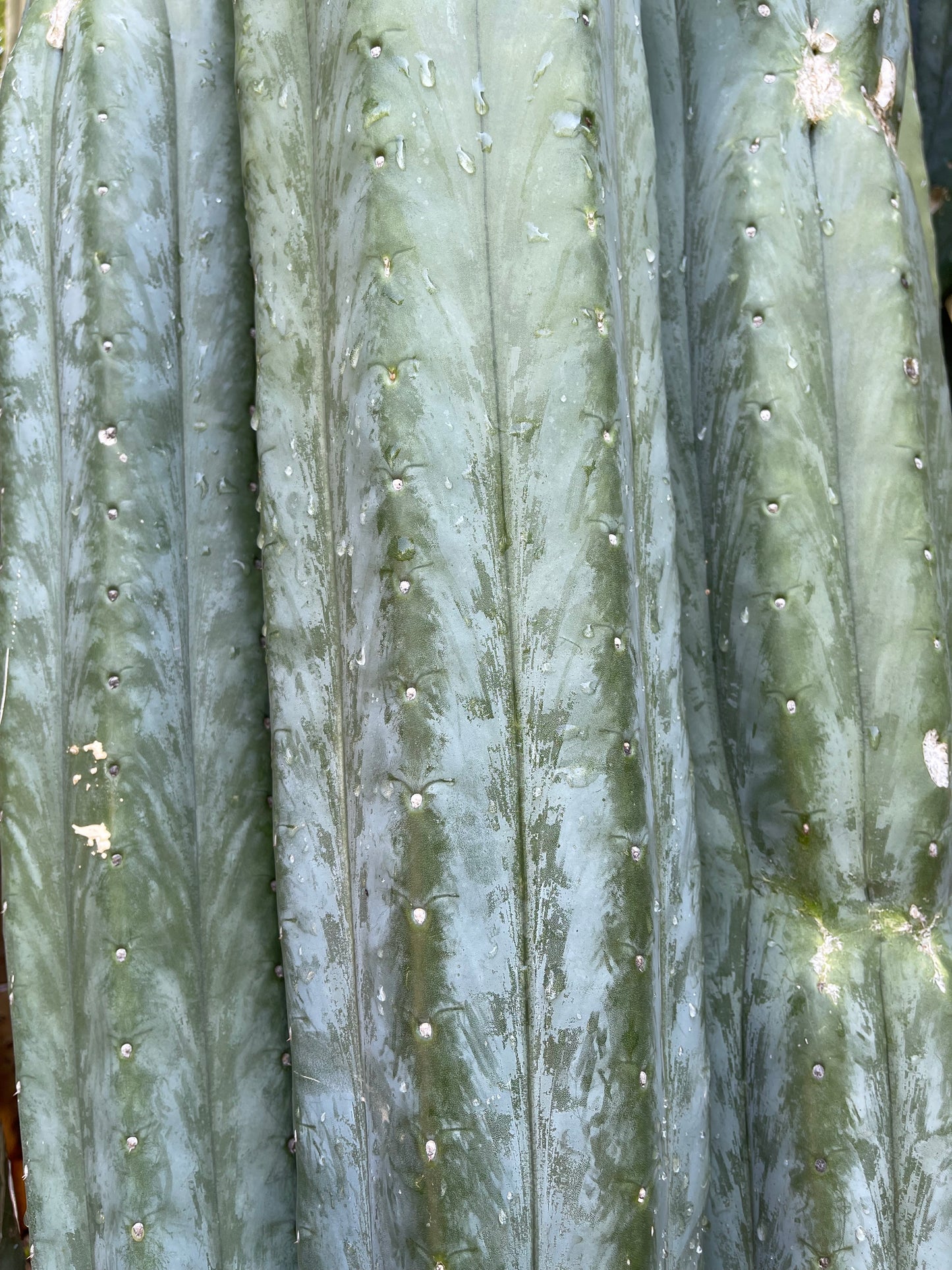 100 San Pedro Cactus - “Cahuilla” seeds!!