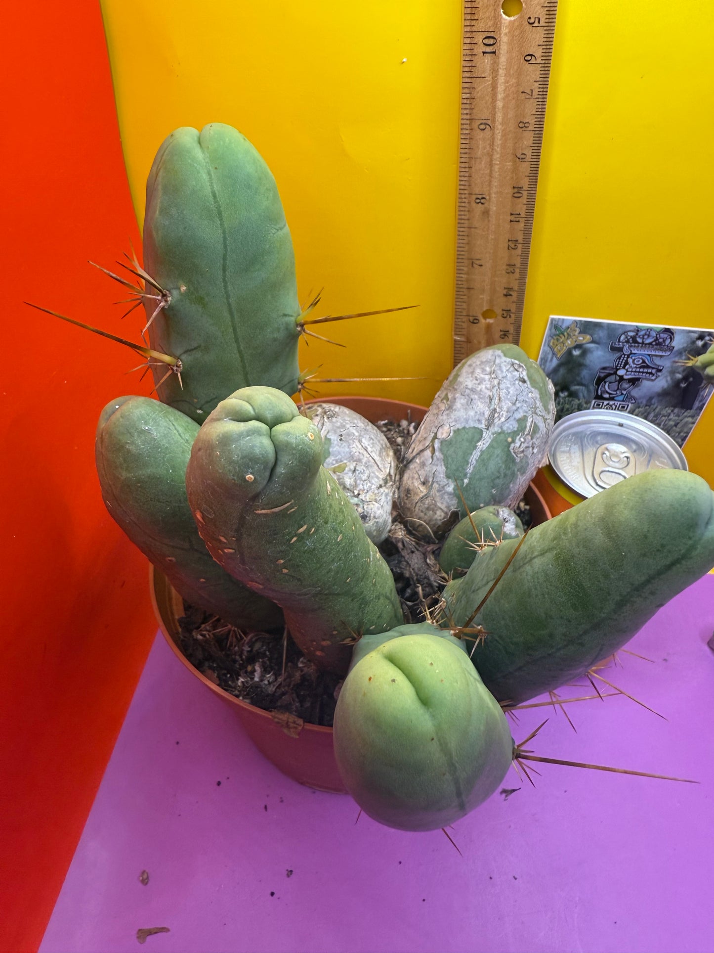 BIG OLE’ TBM stand ! The biggest available this week !