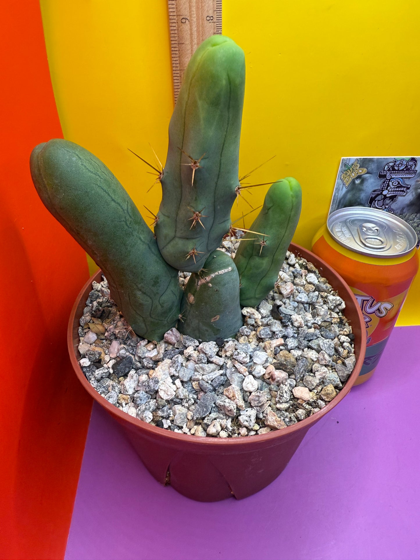 San Pedro Cactus TBM - comes in 6” wide pot !