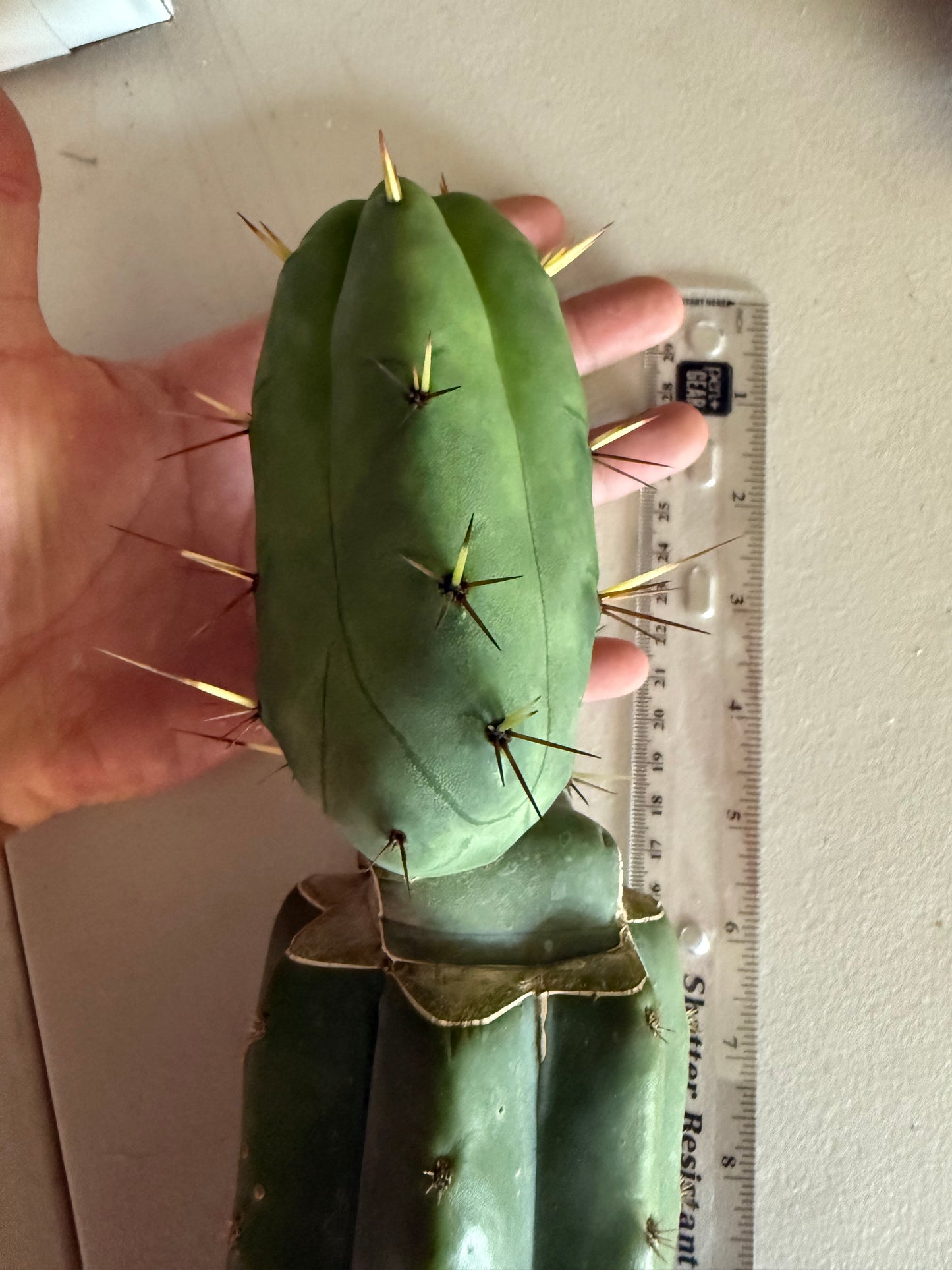 “Jimzz twin spines” grafted cactus