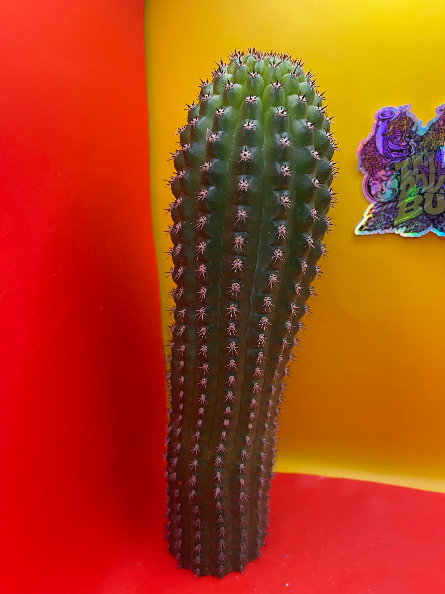 Trichocereus Brevispinulosus