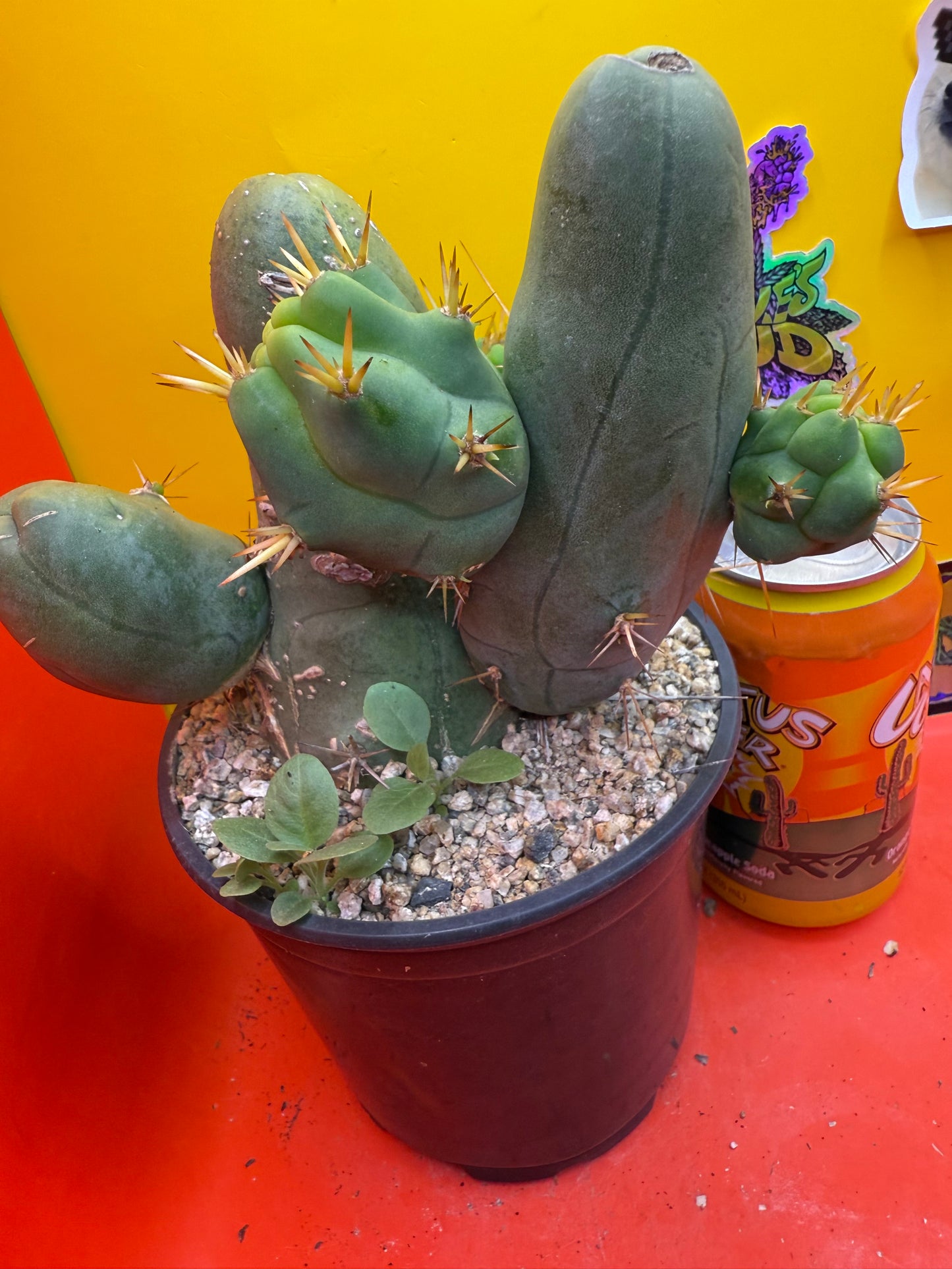 Exact cactus !