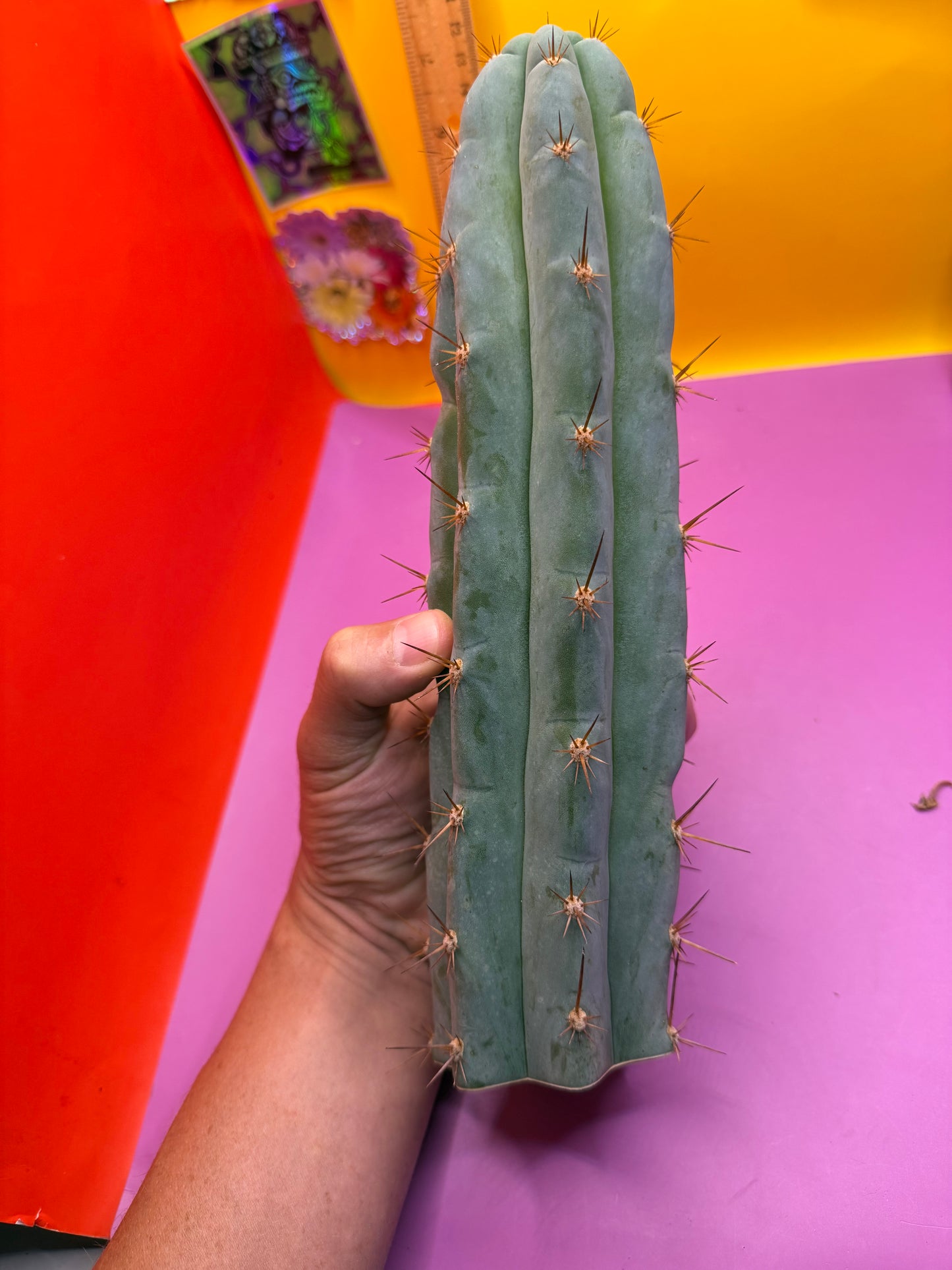 Sharxx Blue O.P. This exact cactus