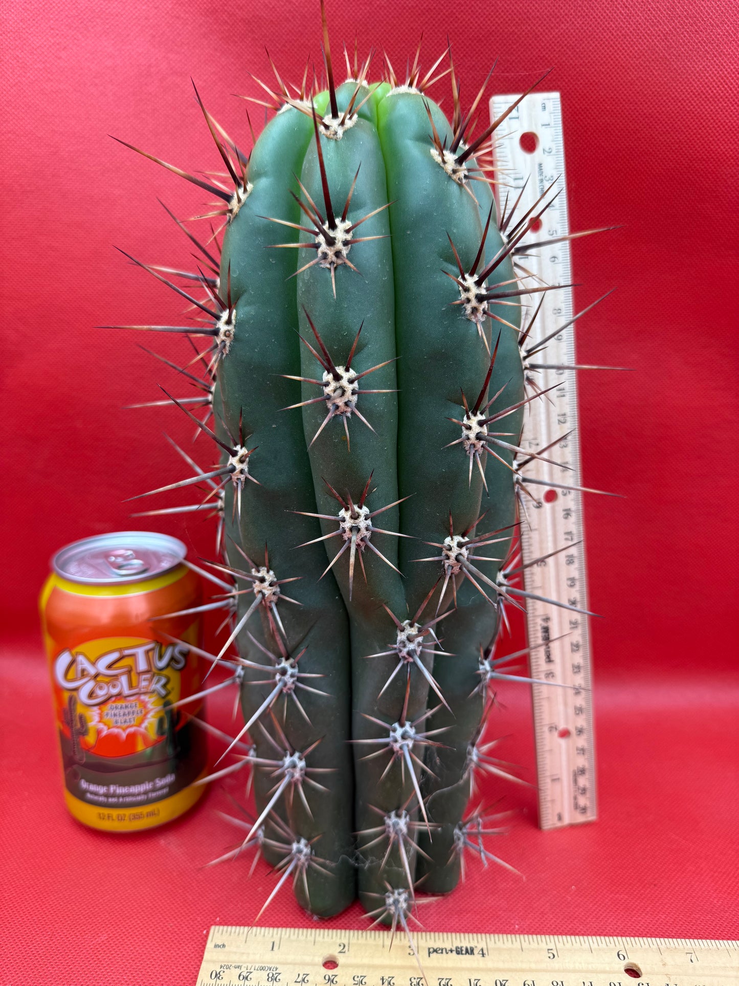 Huge San Pedro Cactus 🌶️Trichocereus Tacaquirensis !