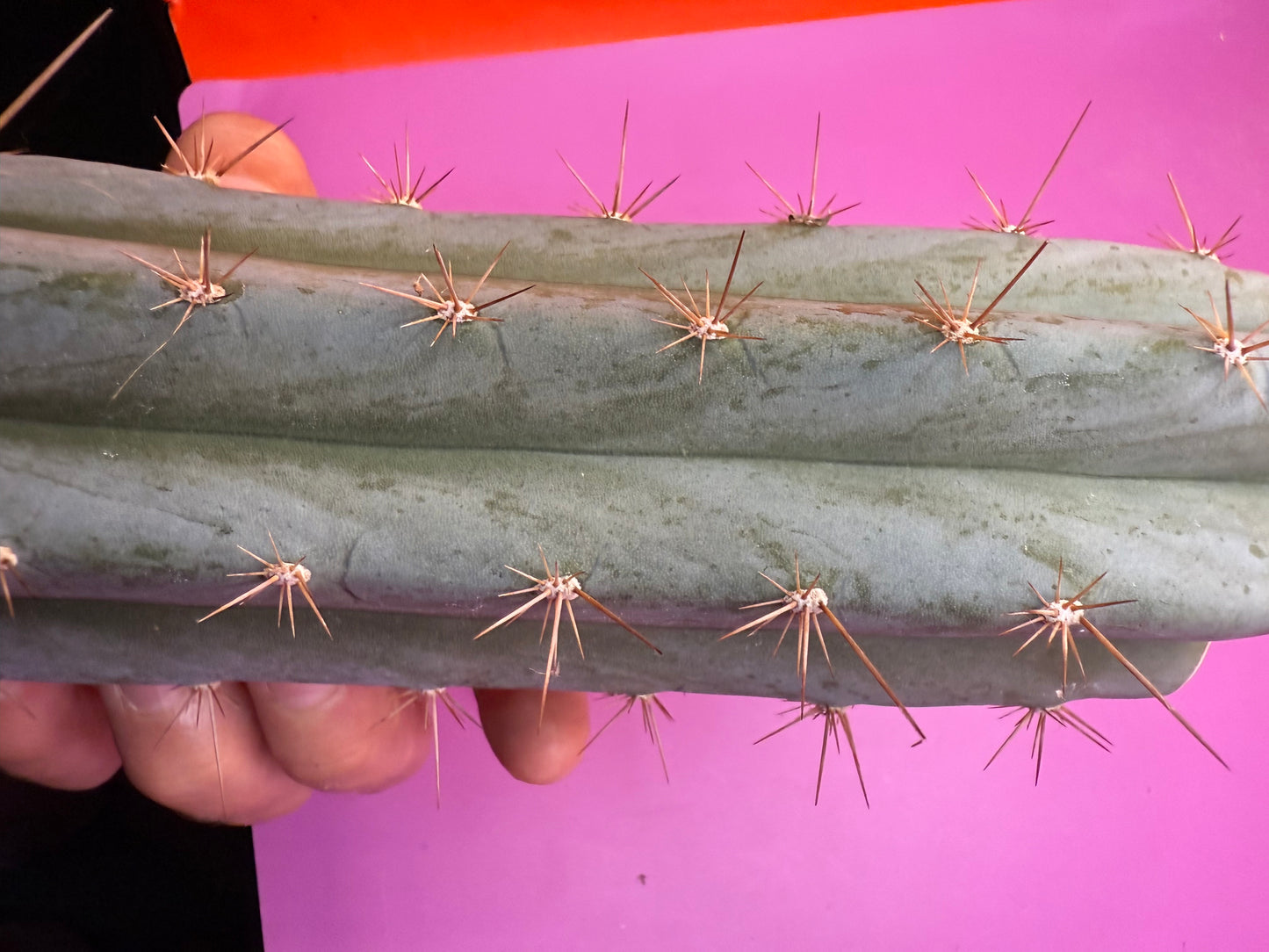 Sharxx Blue O.p. , this exact mid section cactus cutting