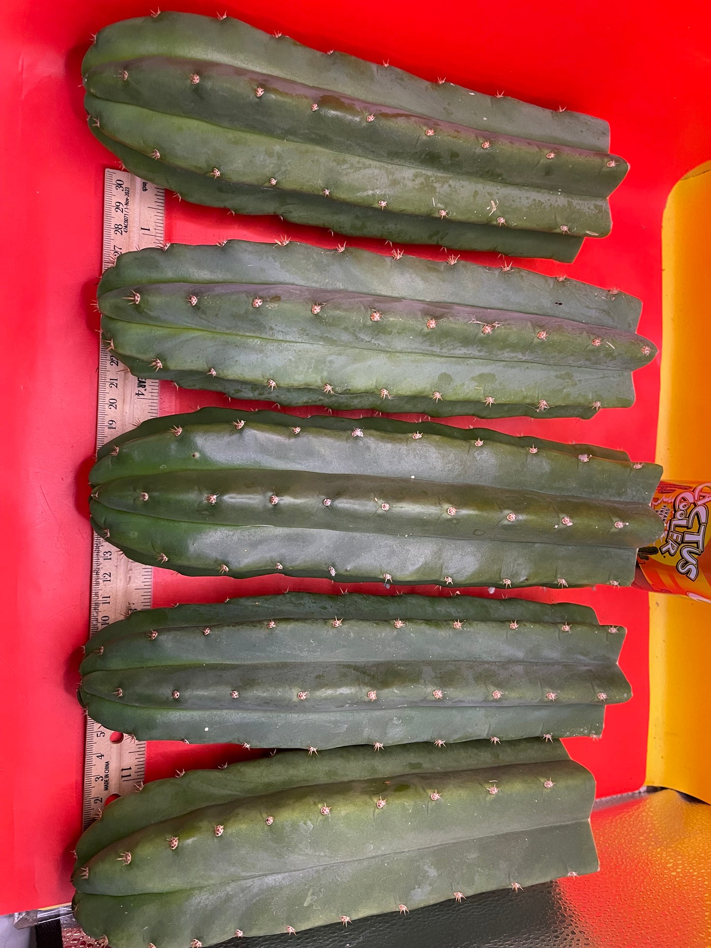 Fresh cut San Pedro Cactus !