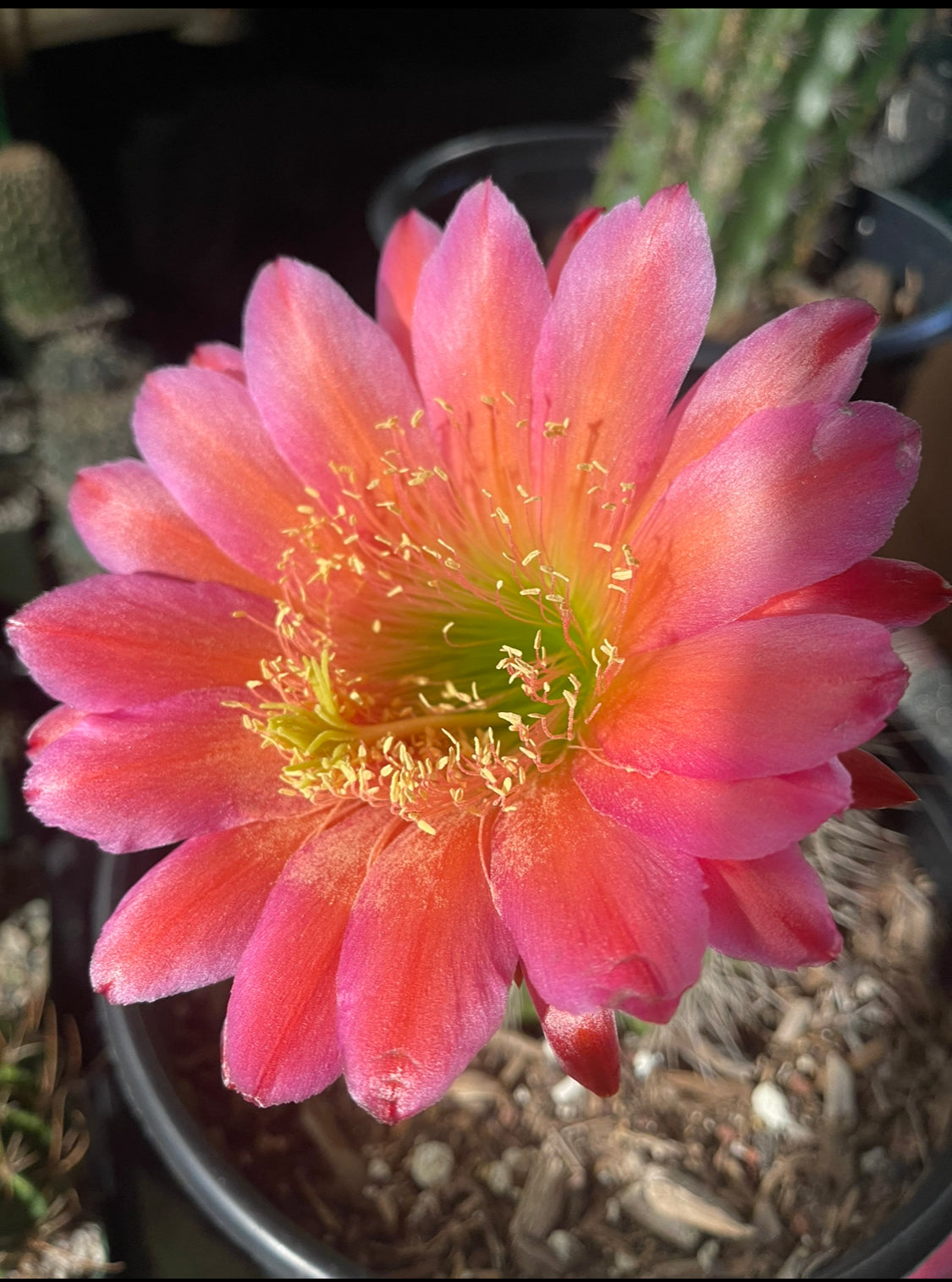 Trichocereus seeds !!!