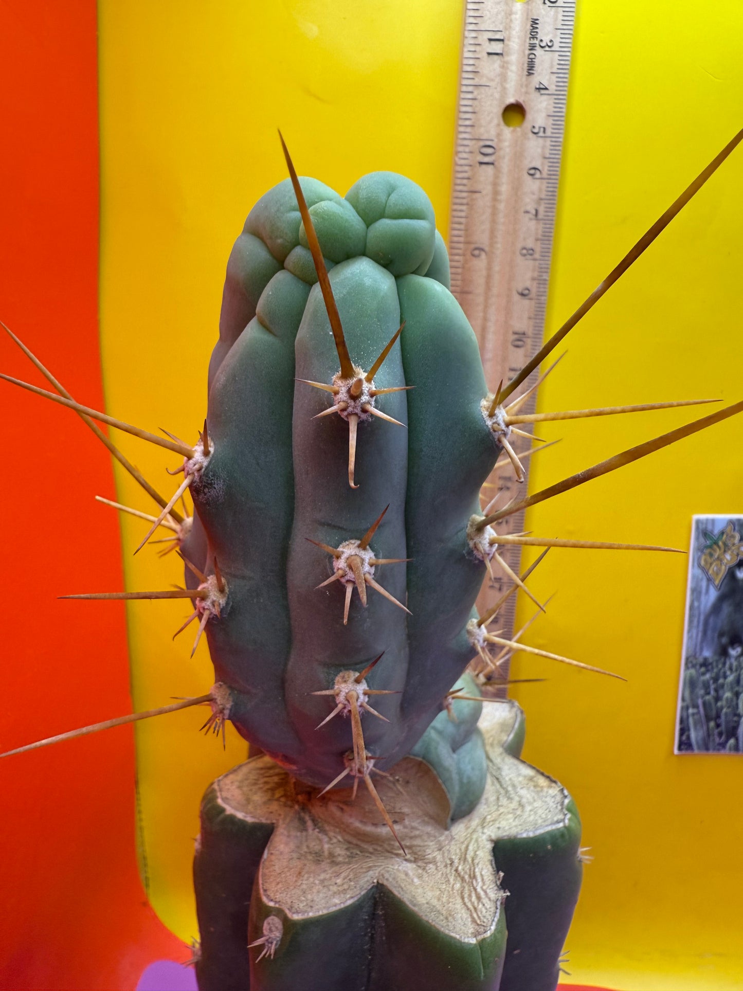 Bruce’s dragon graft